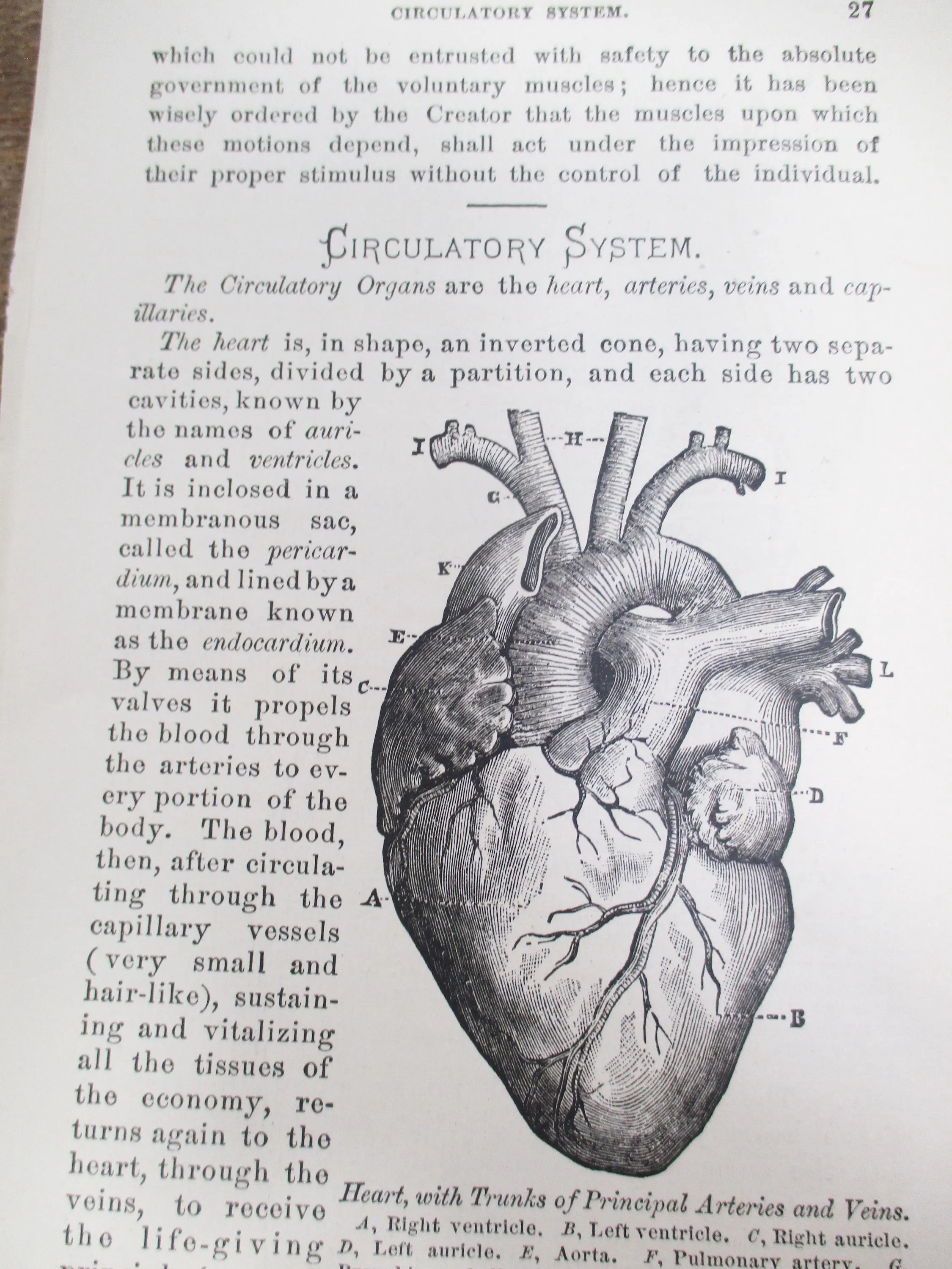 1800s Medical Anatomy Prints (Set of 2) | Circulatory & Respiratory Systems - image 3