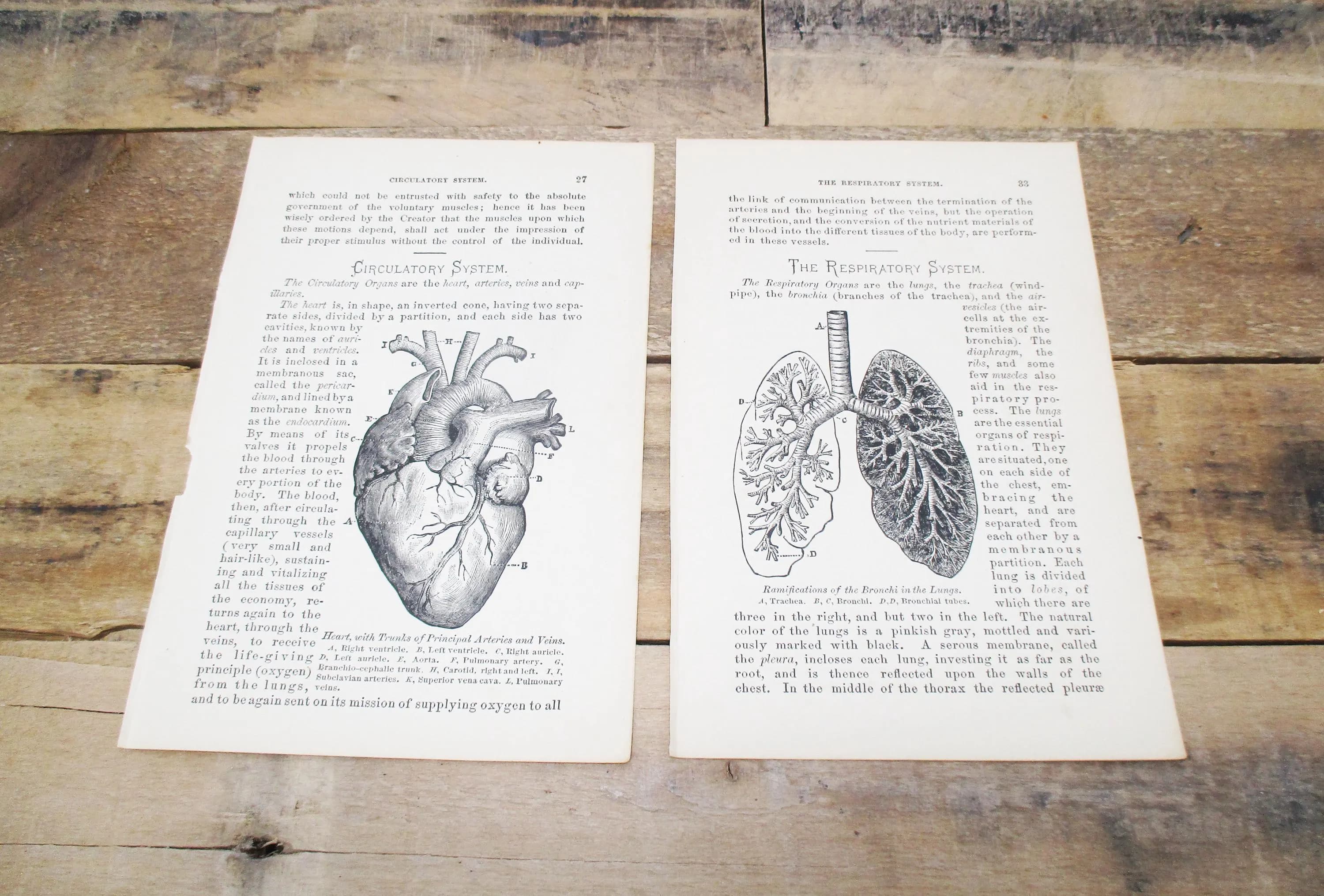 1800s Medical Anatomy Prints (Set of 2) | Circulatory & Respiratory Systems