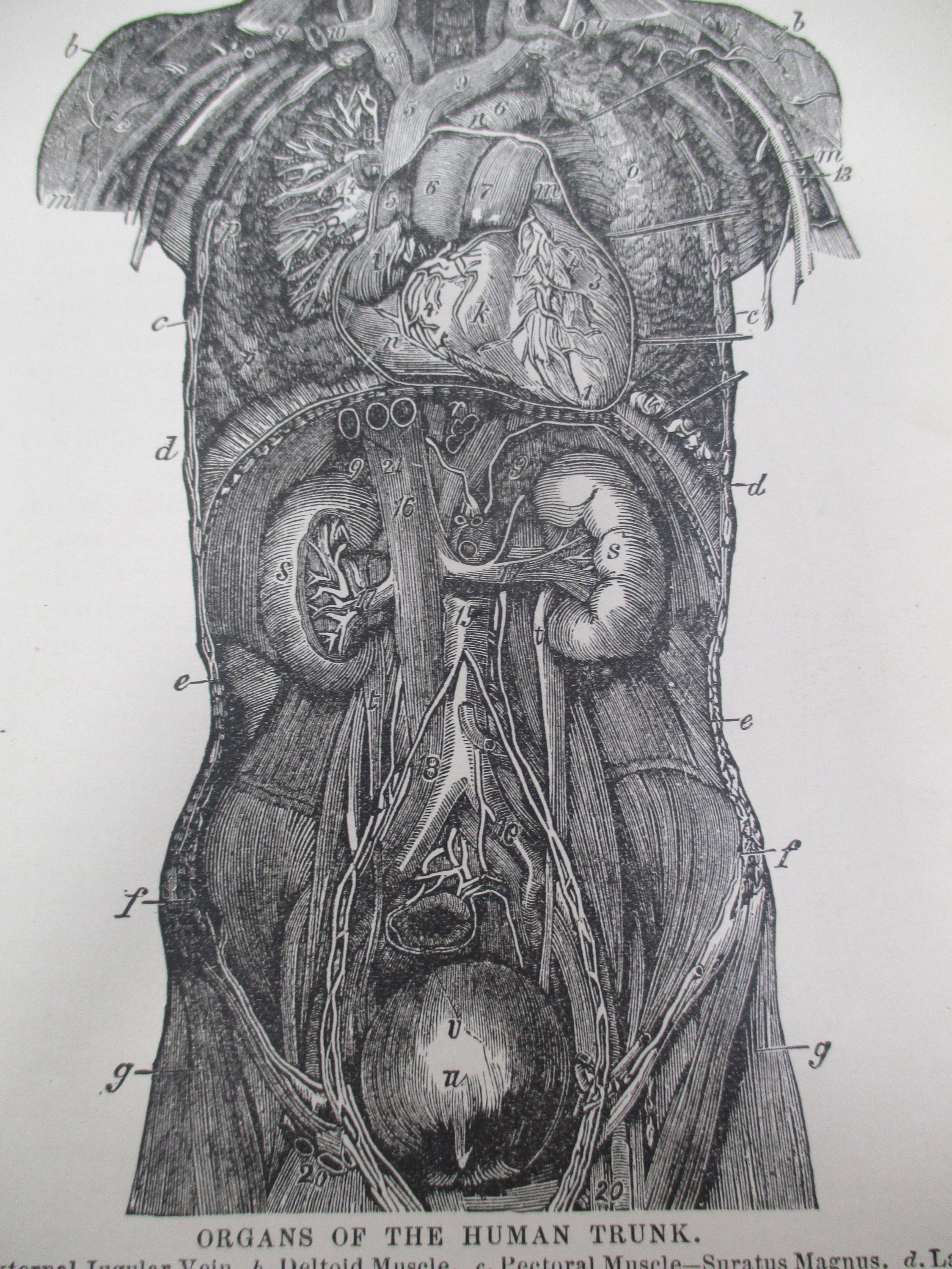 1800s Medical Anatomy Print | Organs of the Torso - image 3