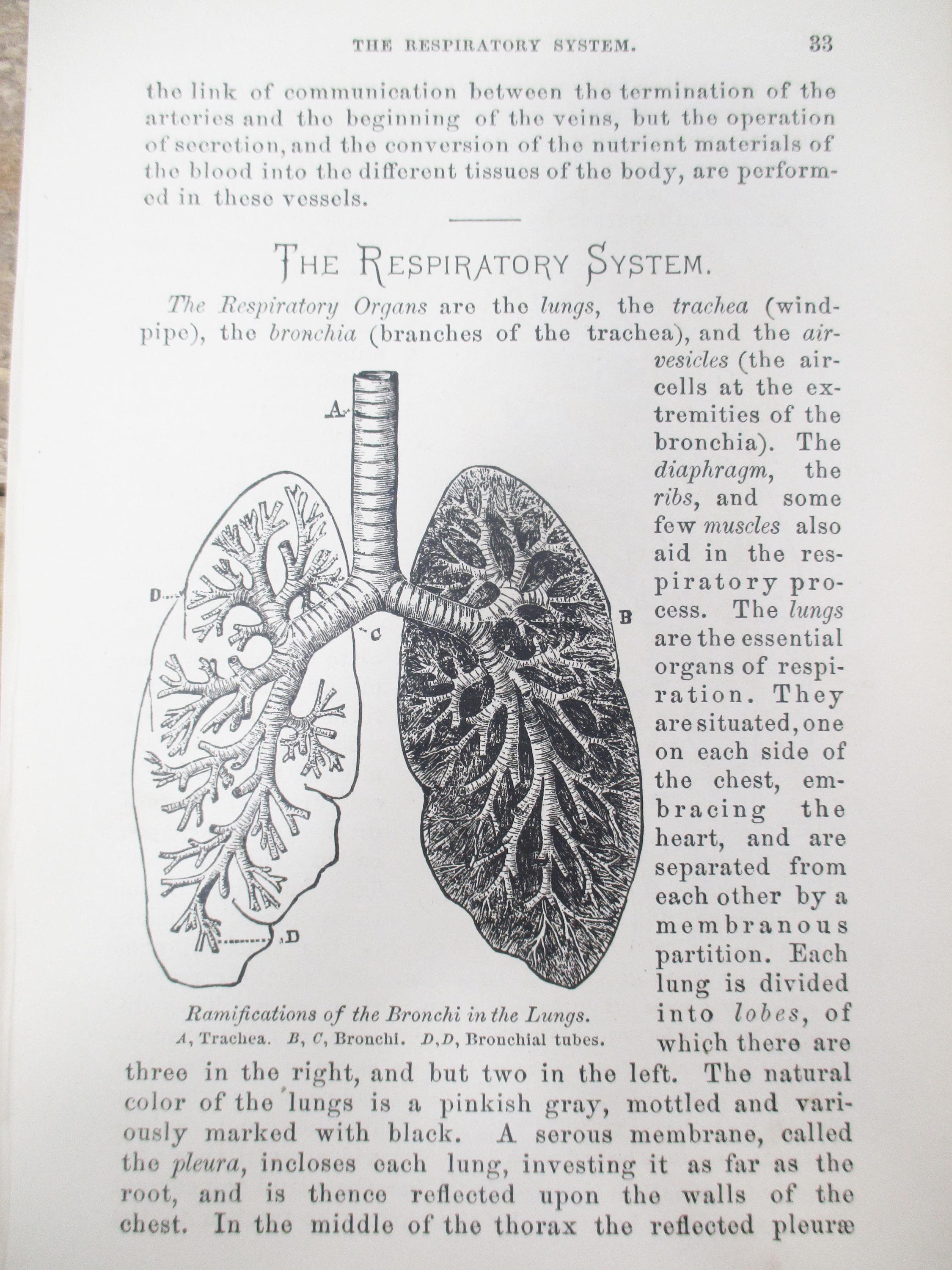 1800s Medical Anatomy Prints (Set of 2) | Circulatory & Respiratory Systems - image 4