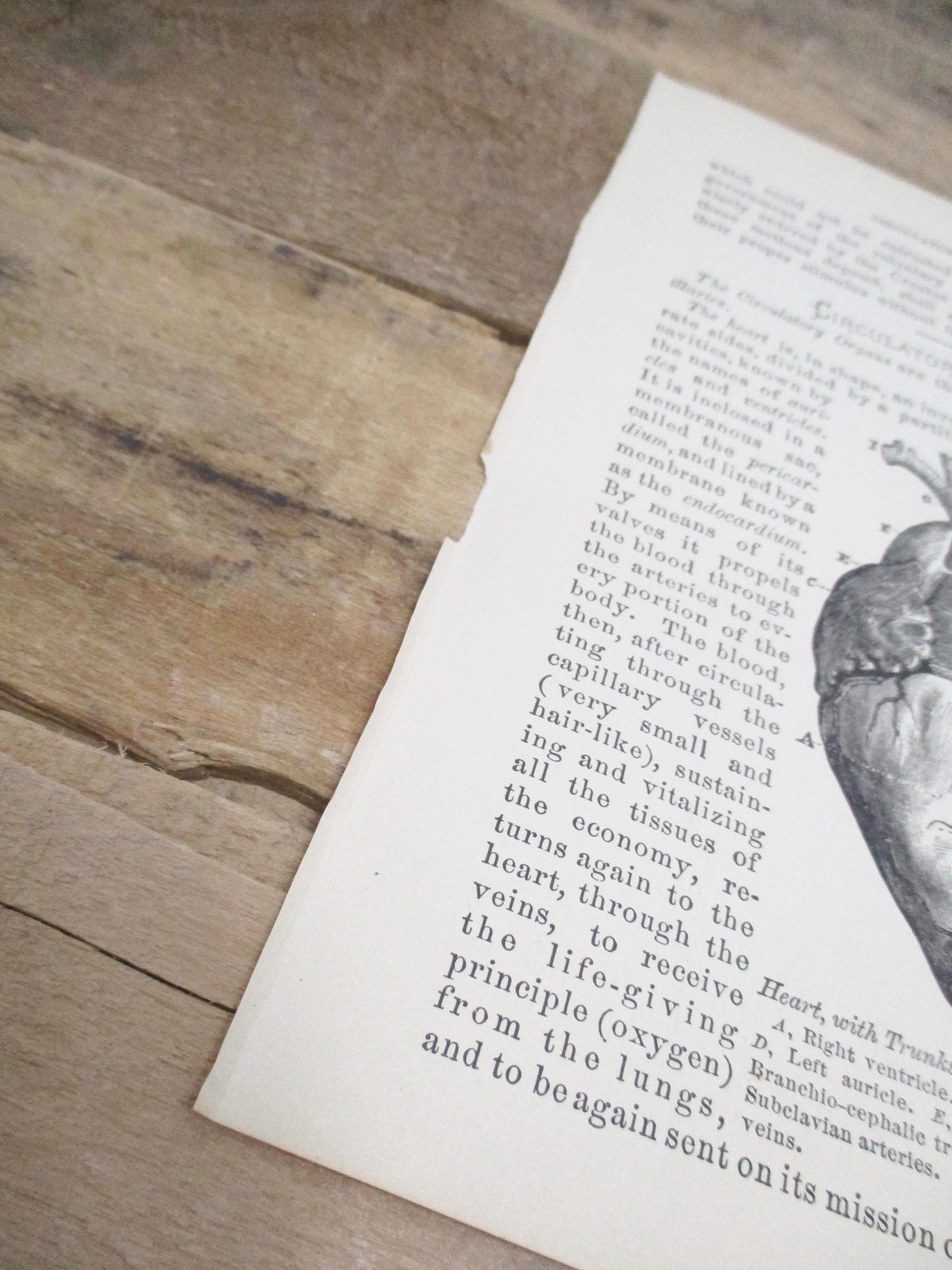 1800s Medical Anatomy Prints (Set of 2) | Circulatory & Respiratory Systems - image 5