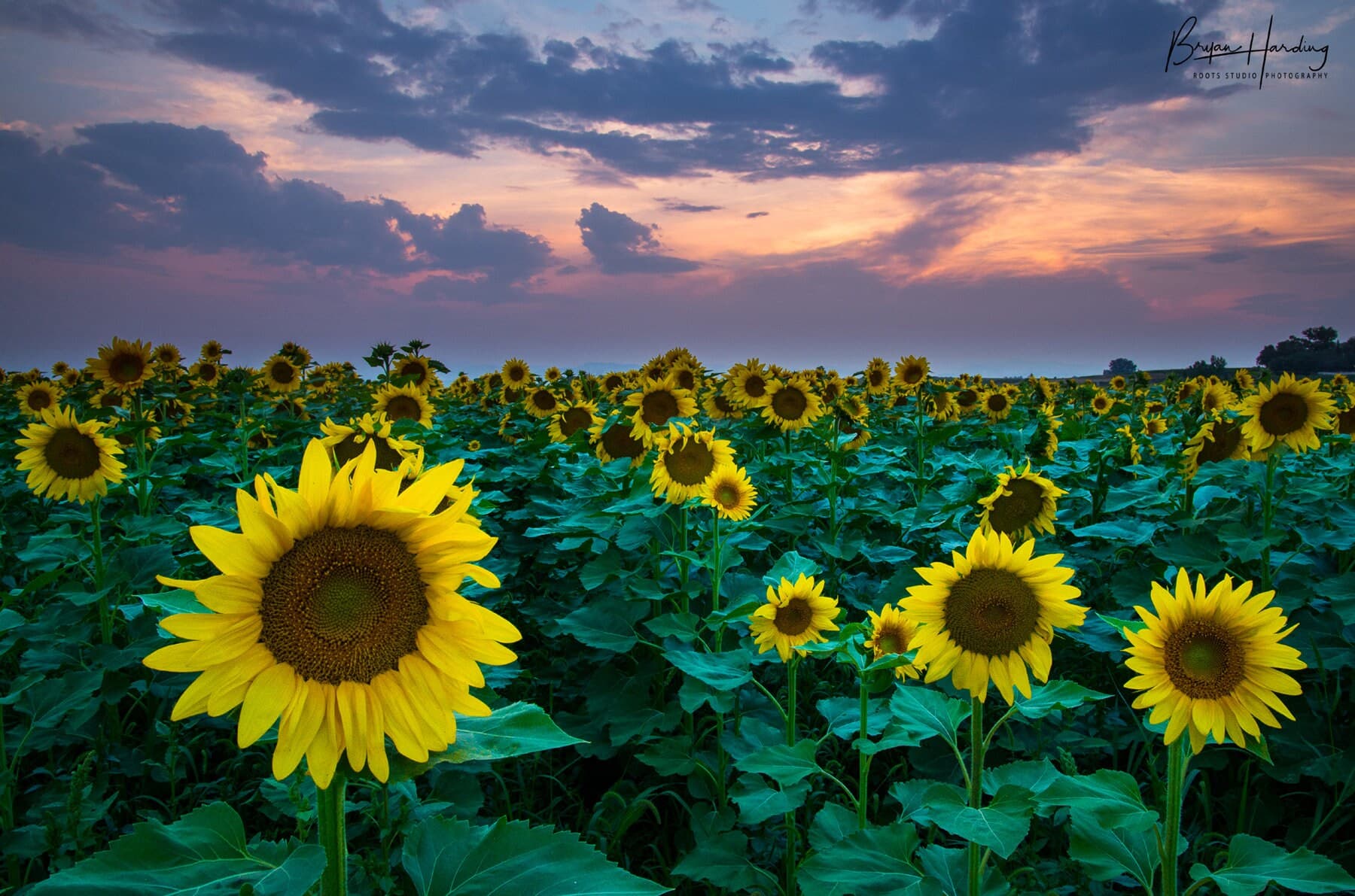 Sunflower Field Photo, Colorado Landscape Photography, Wall Art