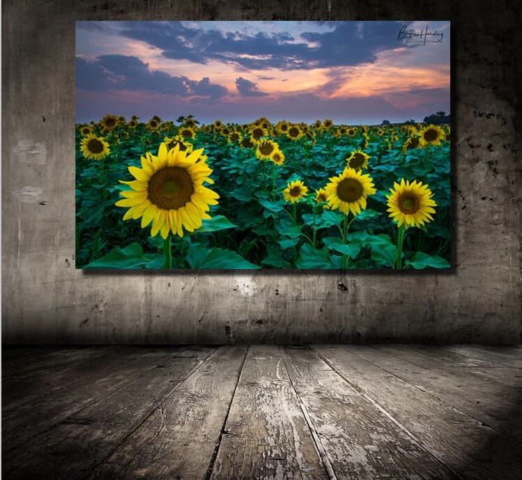 Sunflower Field Photo, Colorado Landscape Photography, Wall Art - image 3