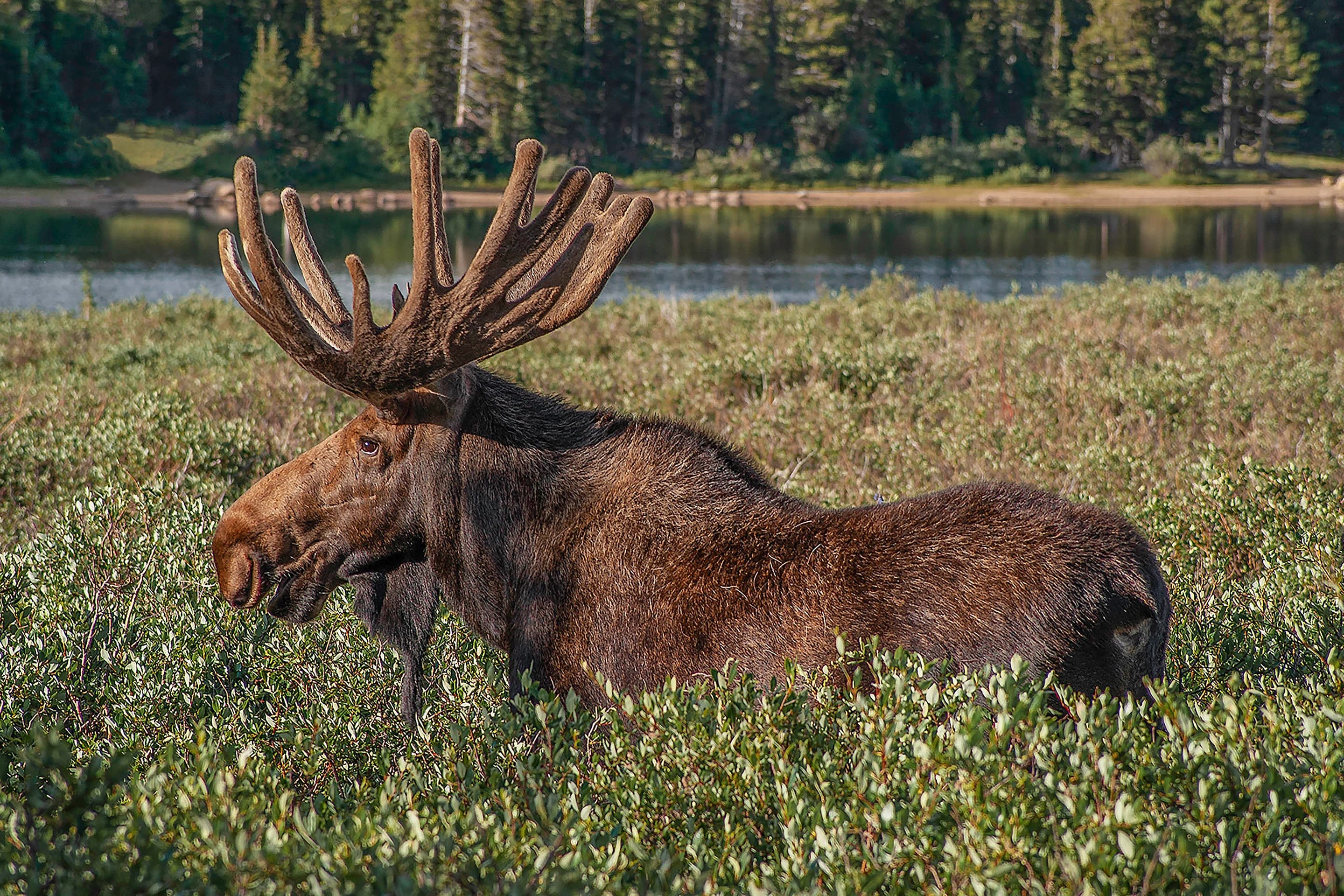 Colorado Moose Photograph, Brainard Lake Wildlife Art, Rocky Mountains Canvas