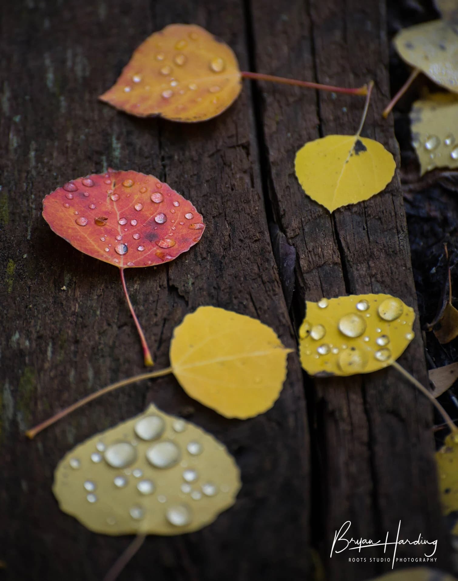 Aspen Leaves Photo Print, Colorado Autumn Foliage, Rocky Mountains Wall Art