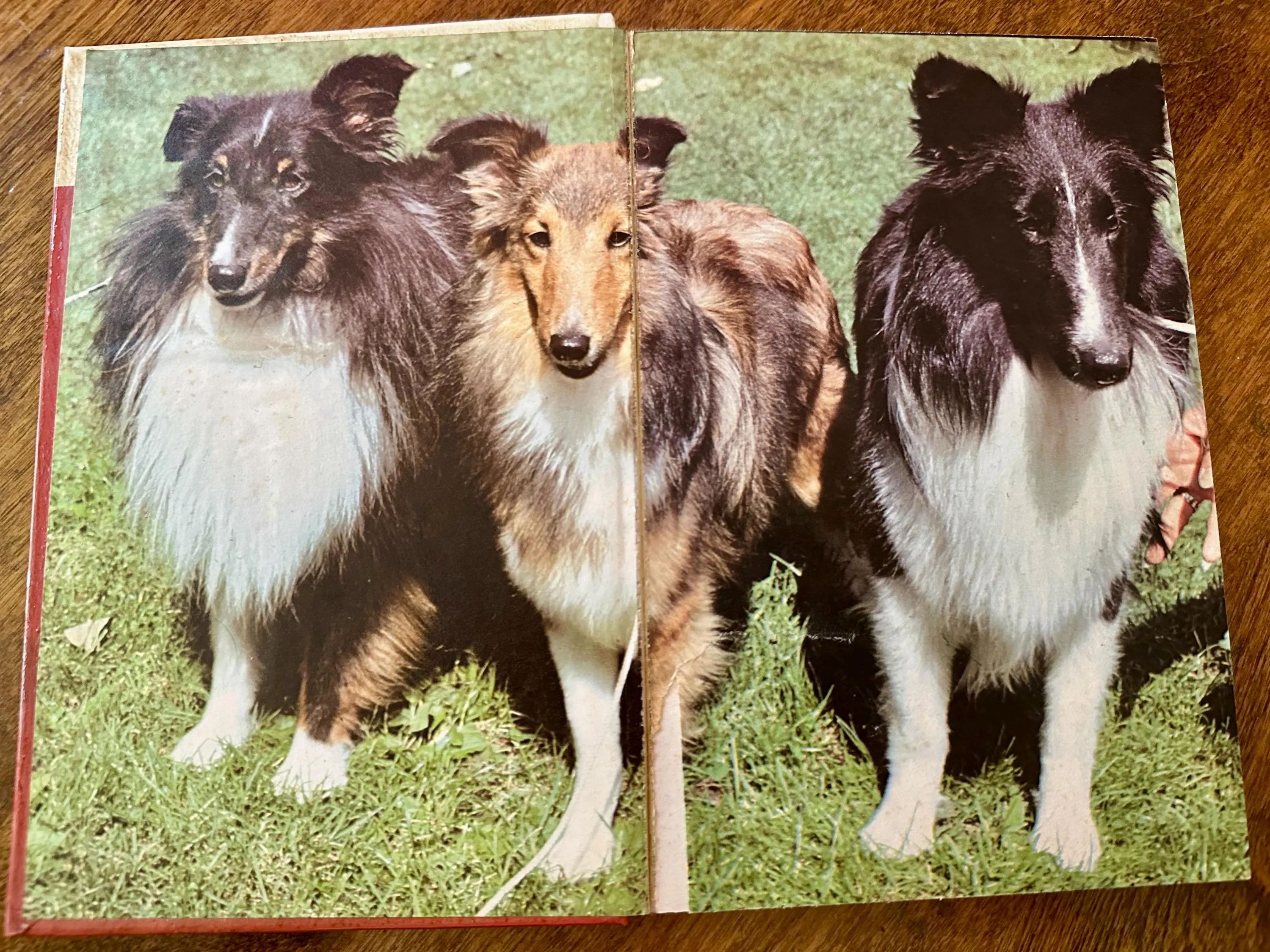 Shetland Sheepdogs Edited By Beverly Pisano Hardcover 1979 Vintage - image 3