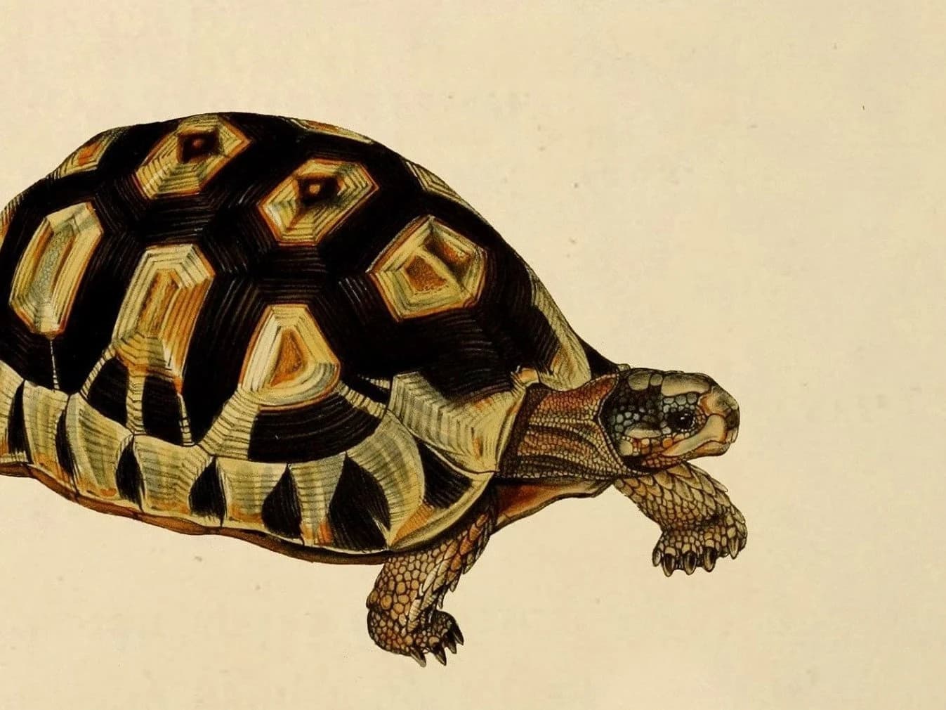 Vintage Turtle Painting | Antique Oil Tortoise Painting | Reptile Painting | Wild Animal Art Print | PRINTABLE art - image 5