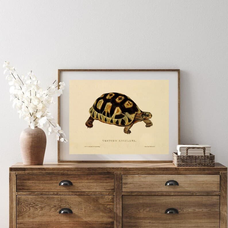 Vintage Turtle Painting | Antique Oil Tortoise Painting | Reptile Painting | Wild Animal Art Print | PRINTABLE art - image 3