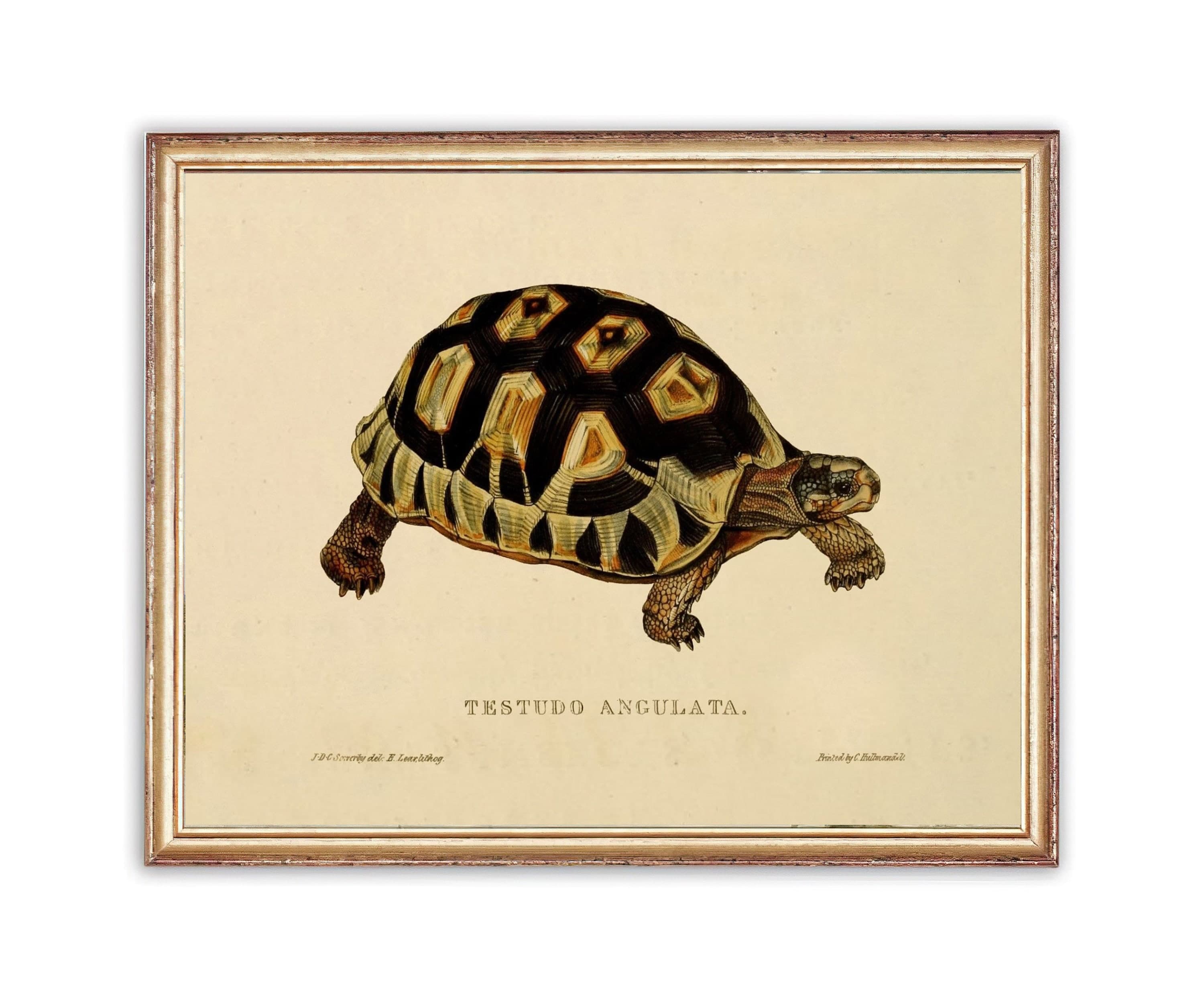 Vintage Turtle Painting | Antique Oil Tortoise Painting | Reptile Painting | Wild Animal Art Print | PRINTABLE art