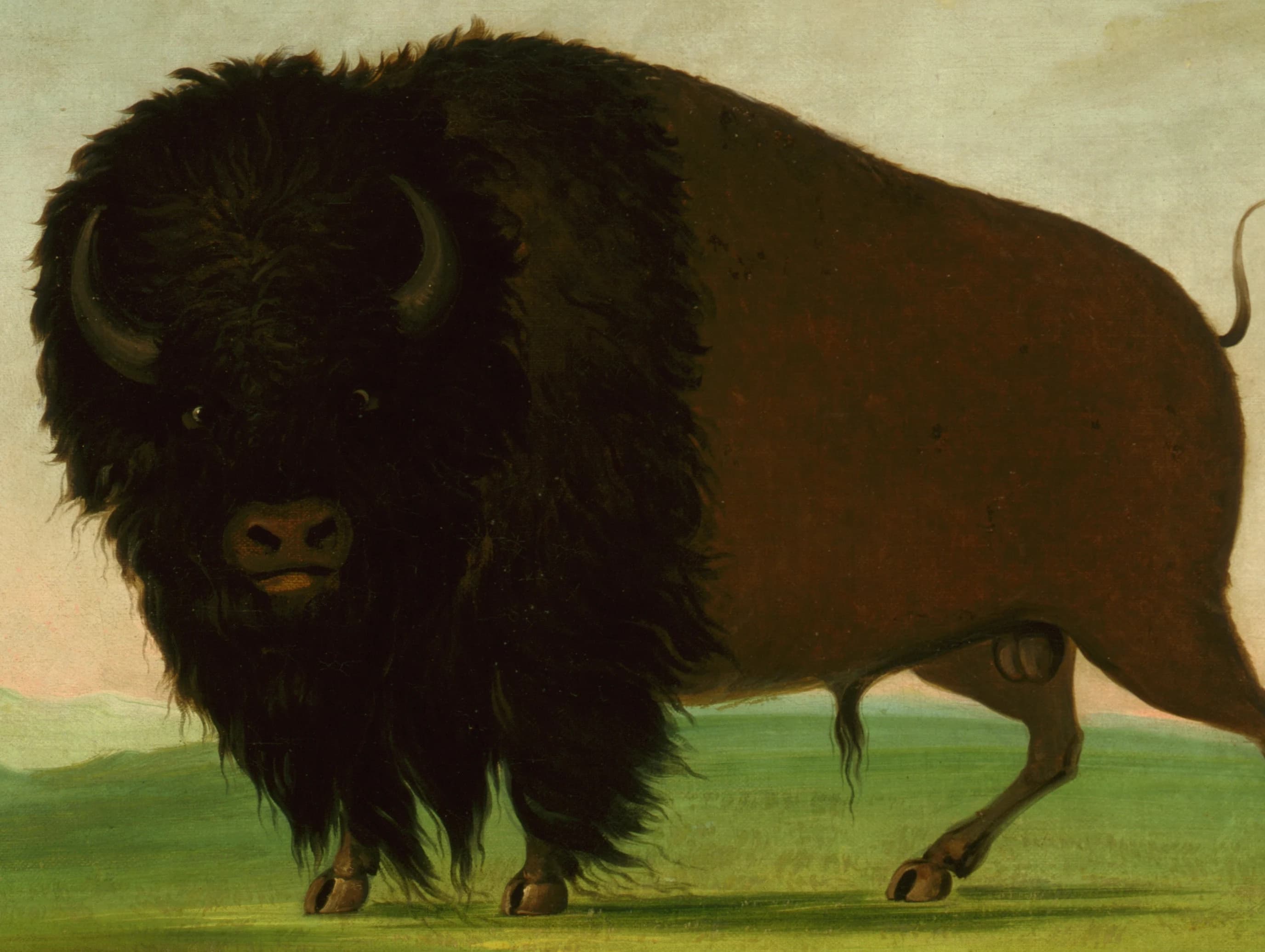 Vintage American Bison Painting | Antique Animal Portrait Artwork | Classic Brown Bison Poster | 19th Century Art Print | PRINTABLE art - image 5