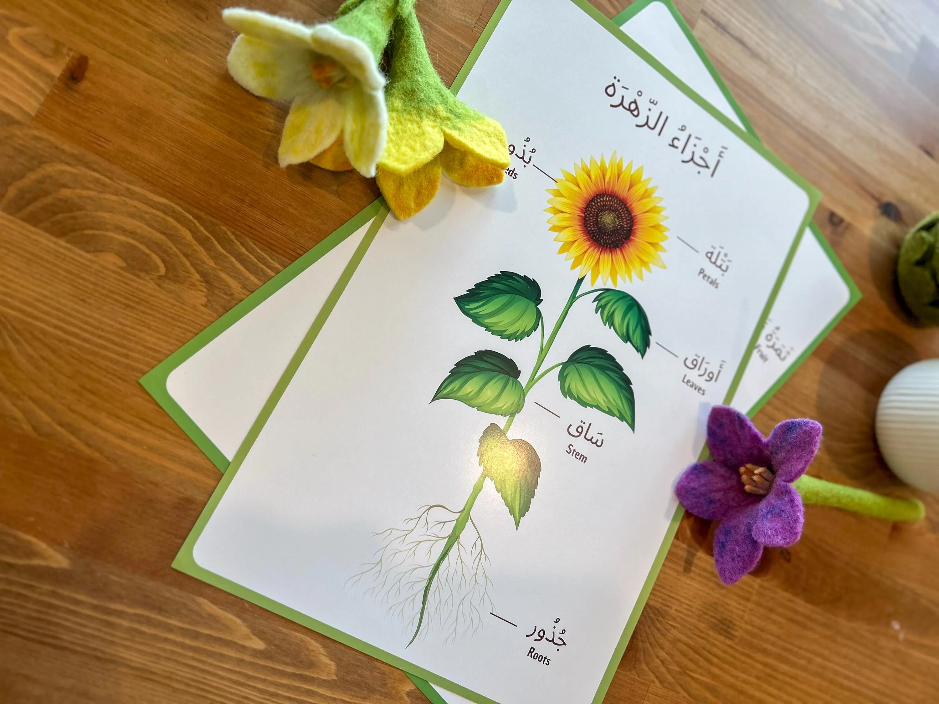 Arabic Parts of a Plant Educational Poster for Children I 11 x17 inch Poster Set - image 4