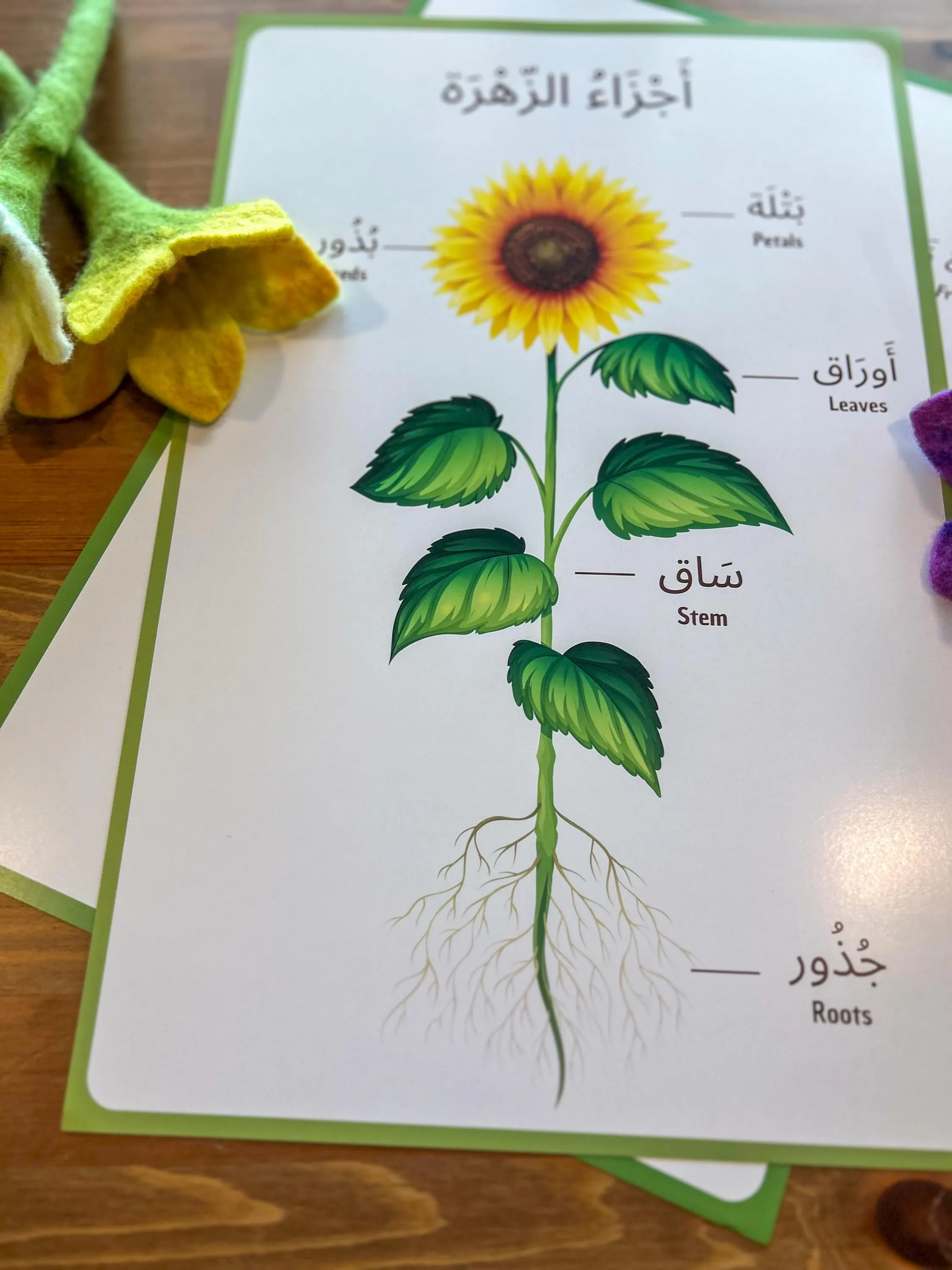 Arabic Parts of a Plant Educational Poster for Children I 11 x17 inch Poster Set - image 3