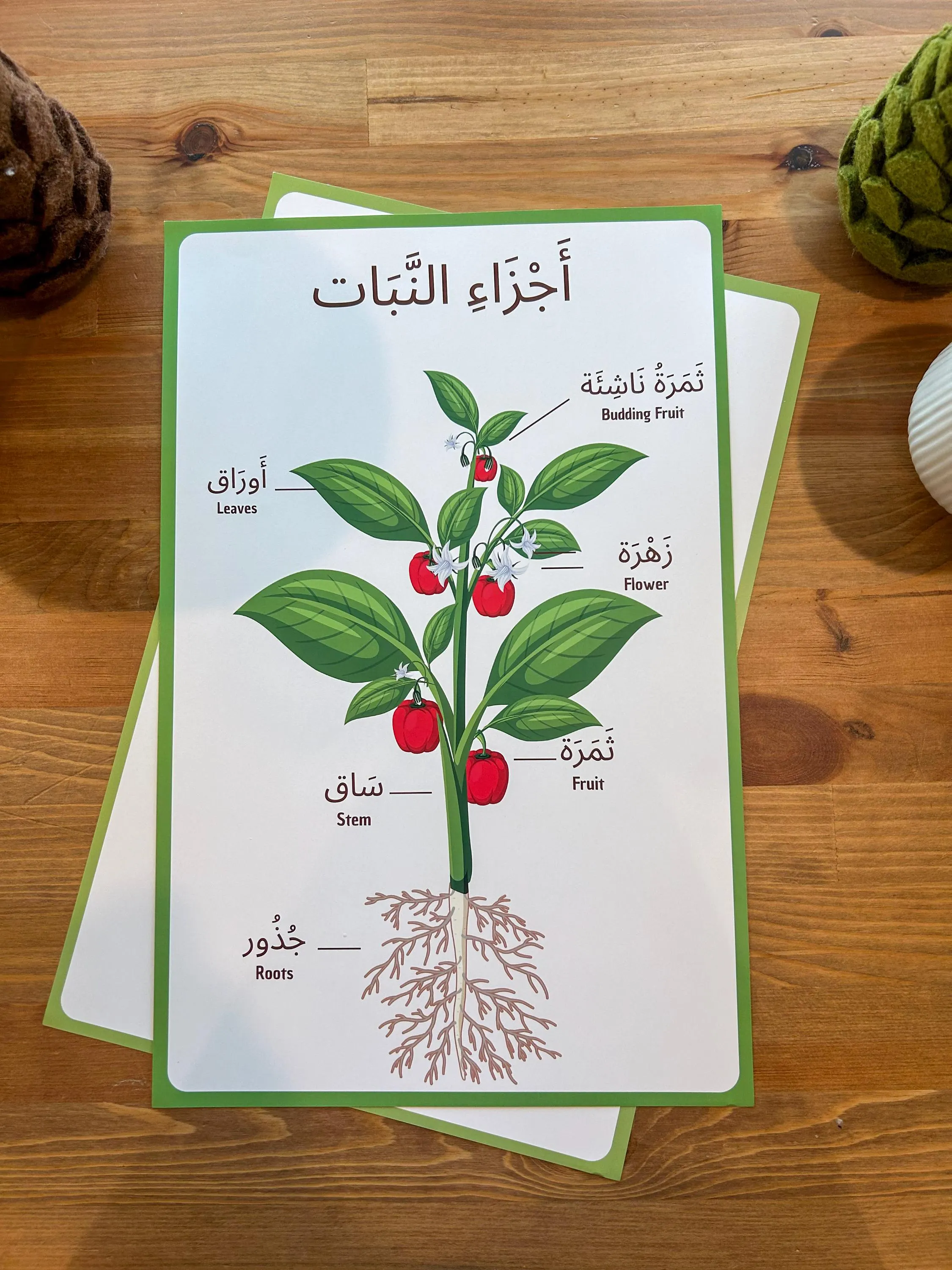 Arabic Parts of a Plant Educational Poster for Children I 11 x17 inch Poster Set - image 5