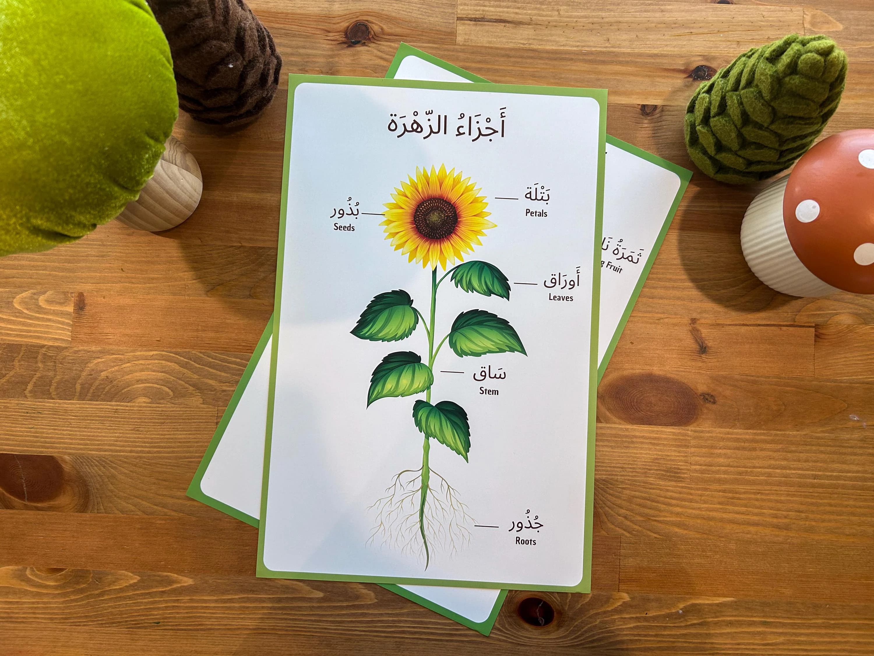 Arabic Parts of a Plant Educational Poster for Children I 11 x17 inch Poster Set