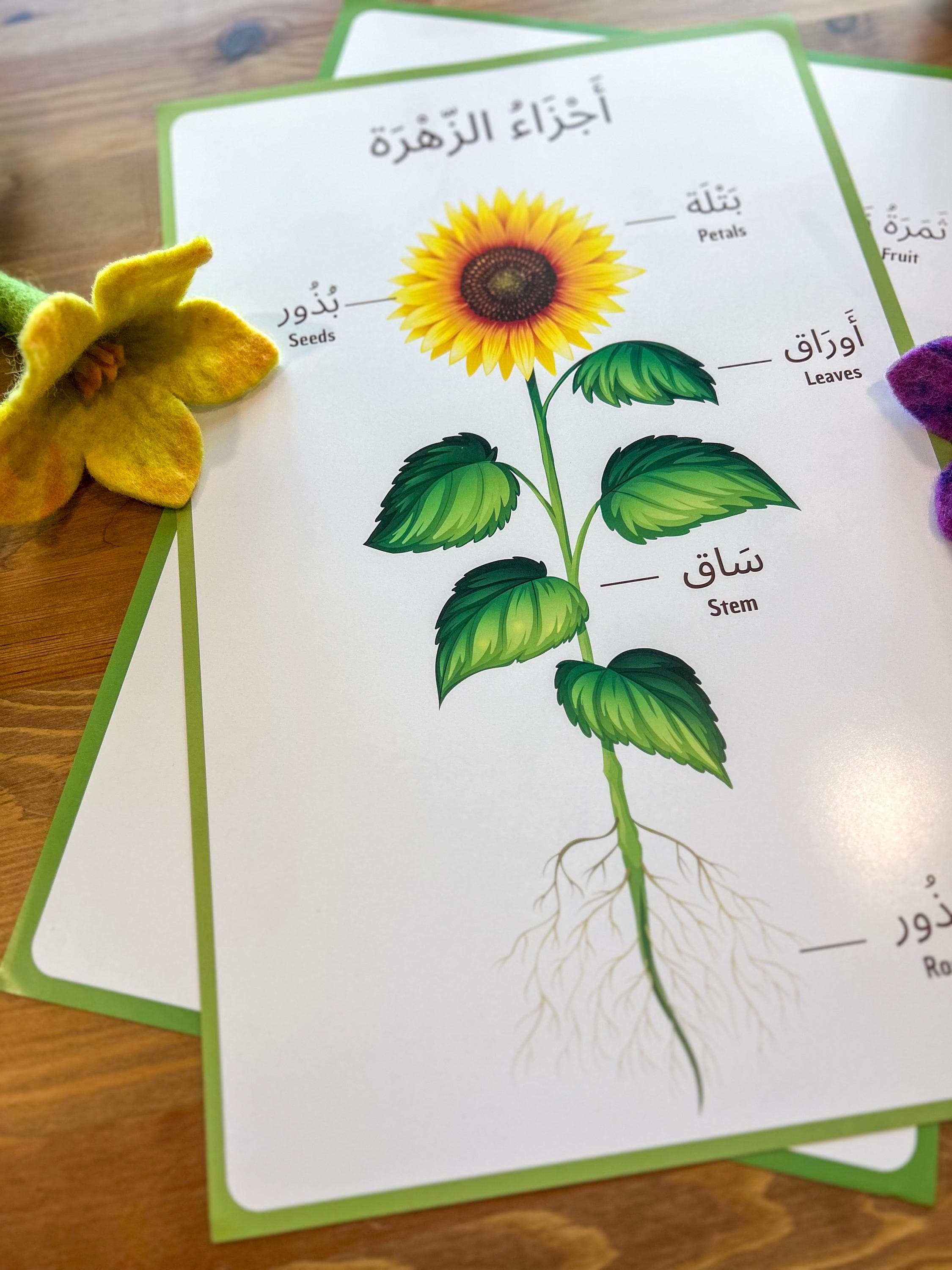 Arabic Parts of a Plant Educational Poster for Children I 11 x17 inch Poster Set - image 2