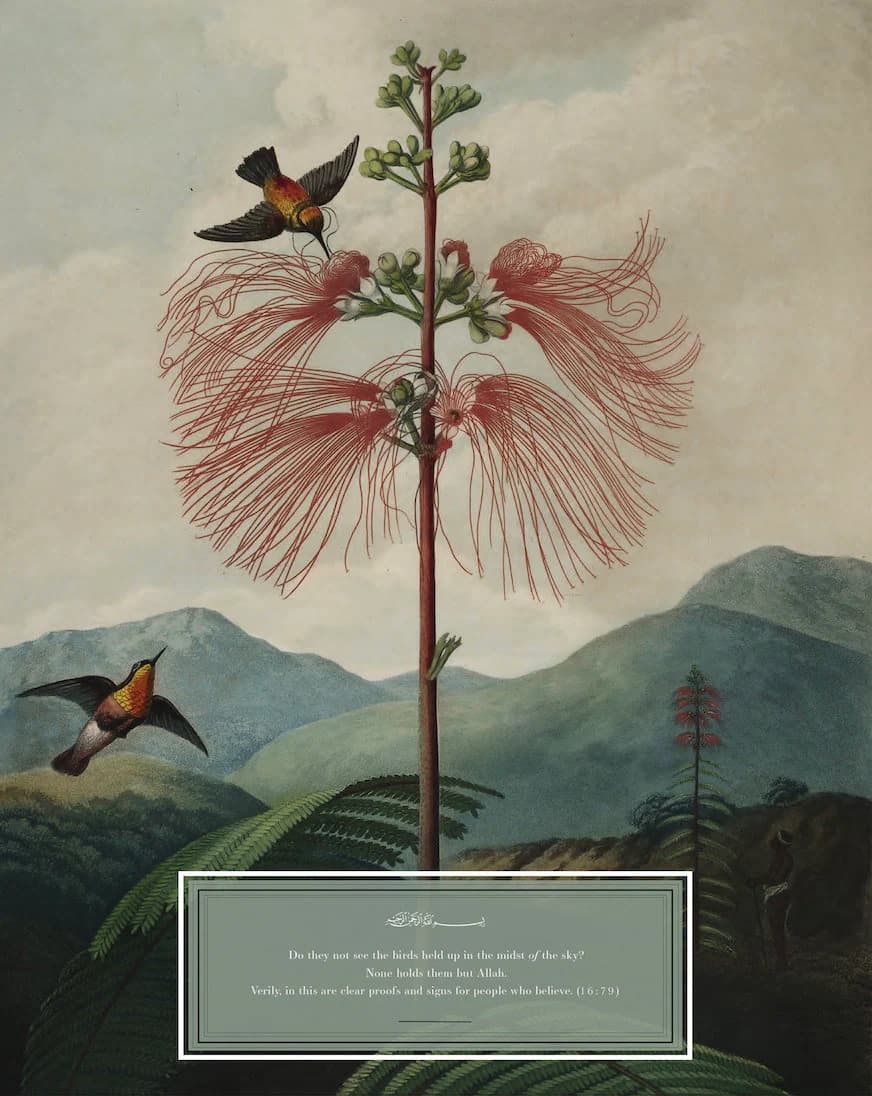 Nature in the Qur'an Downloadable 8" x 10" Botanical Print