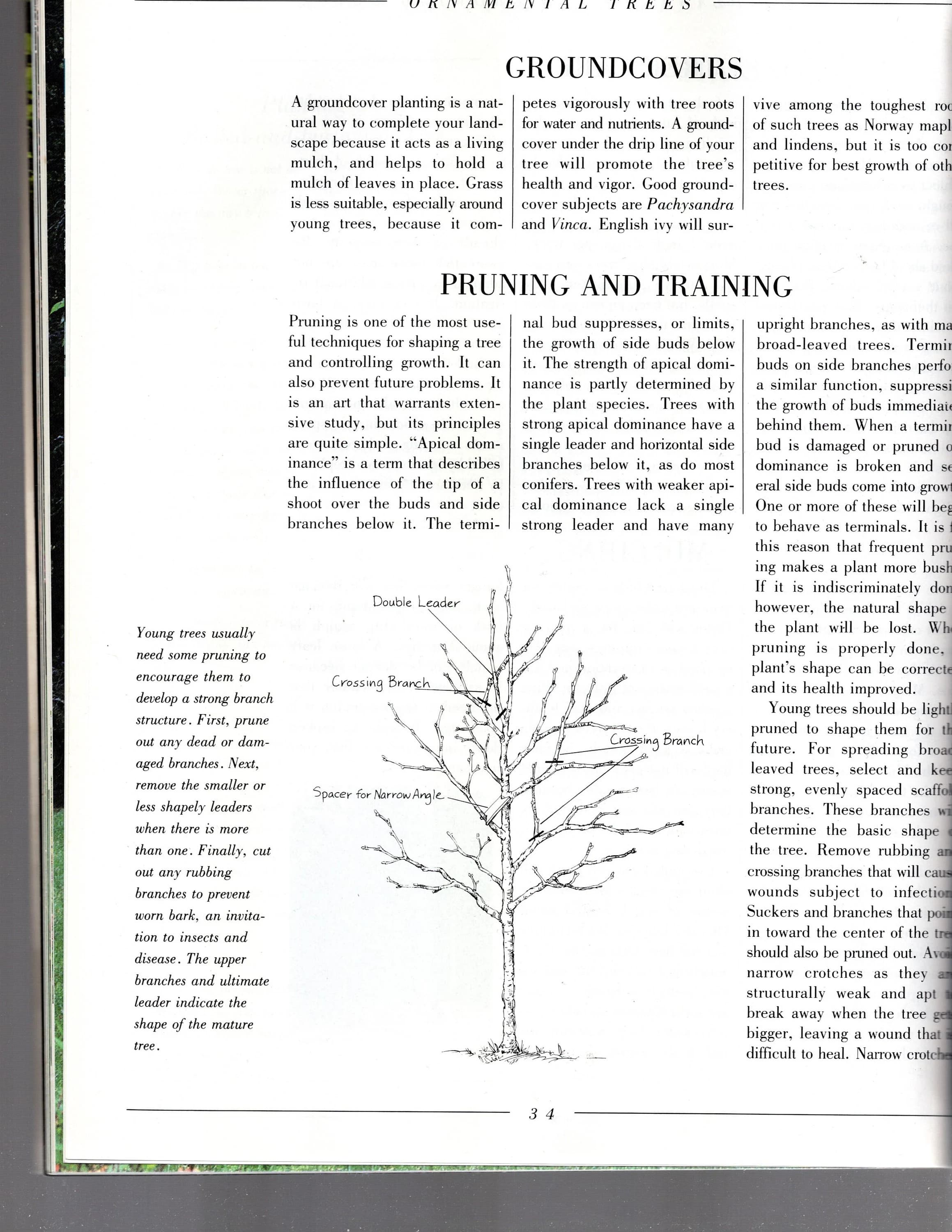 Ornamental Trees/Charles O. Cresson/Burpee American Gardening Series - image 4