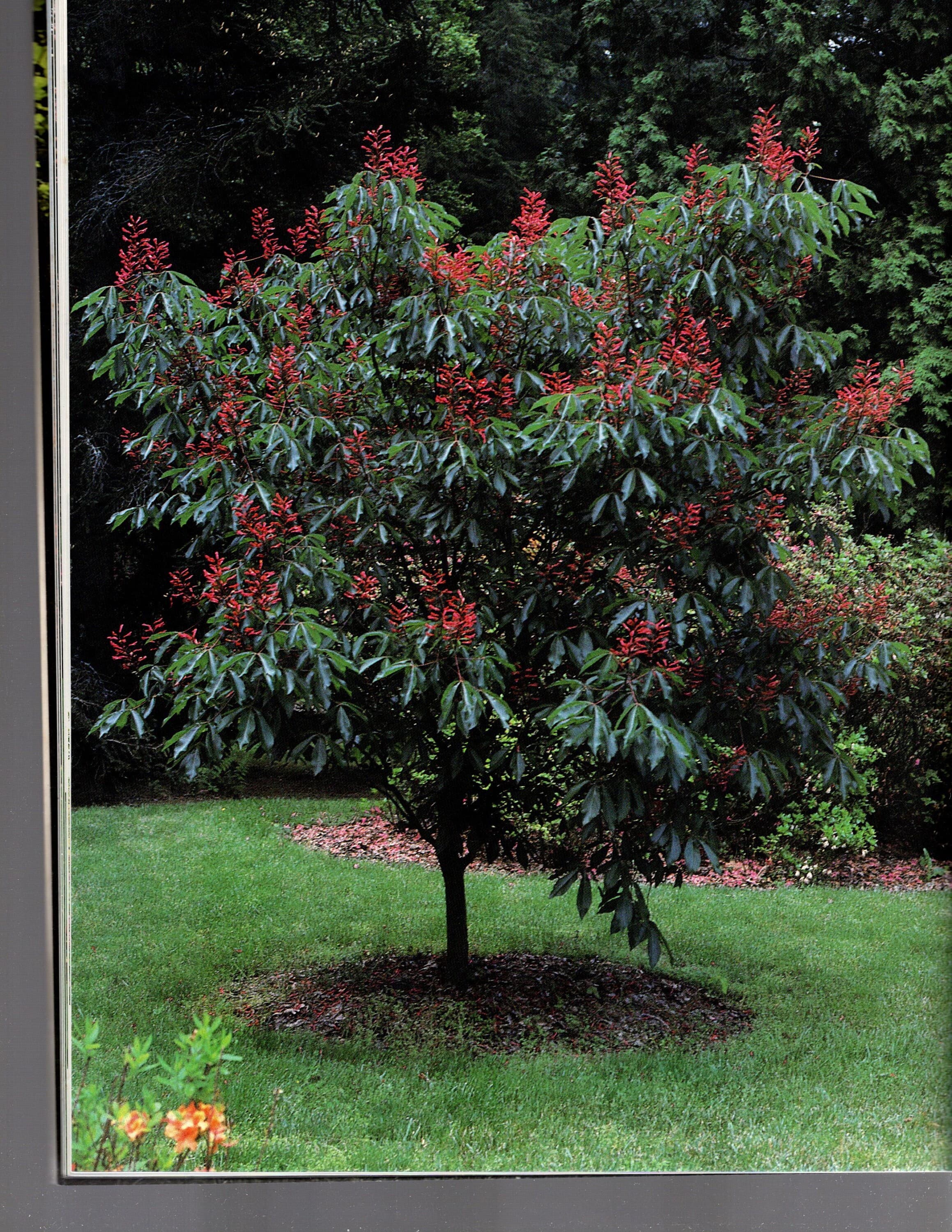 Ornamental Trees/Charles O. Cresson/Burpee American Gardening Series - image 5