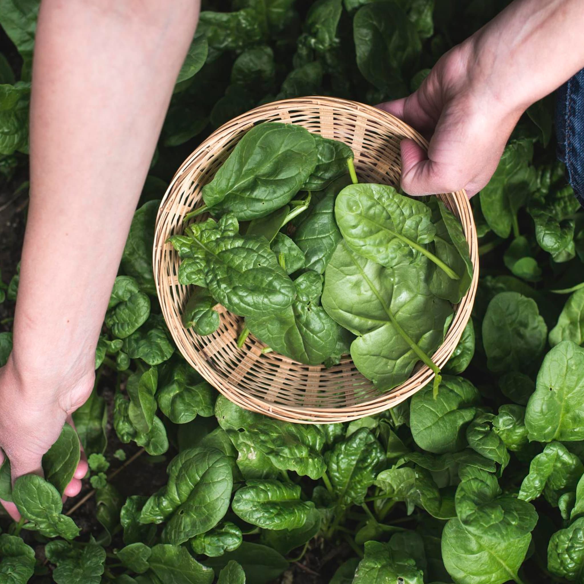 Spinach Seeds - Organic & Non Gmo Spinach Seeds - Heirloom Seeds - Grow Your Own Food At Home