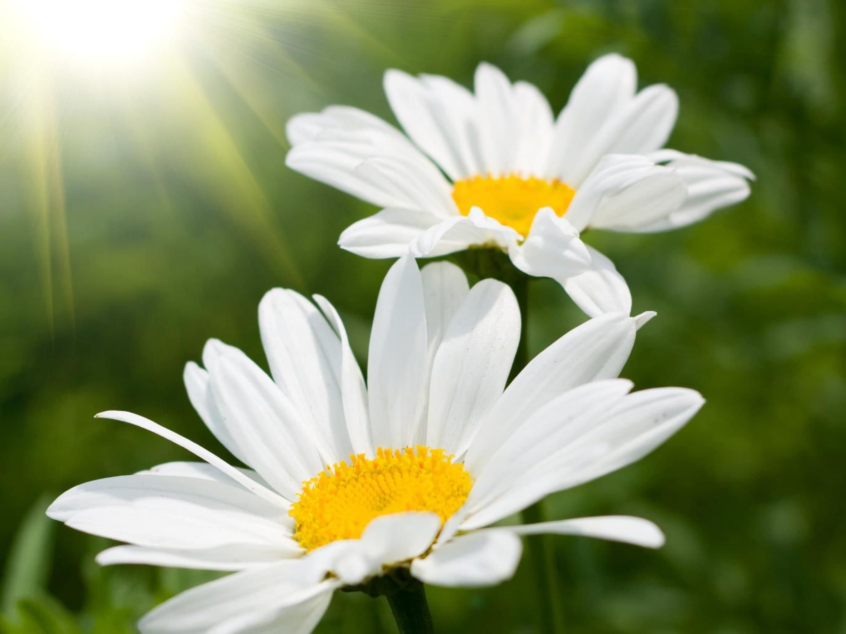 Chamomile Seeds - Organic & Non Gmo Flower Seeds - Grows Fast - Beautiful Flower Seeds - image 4