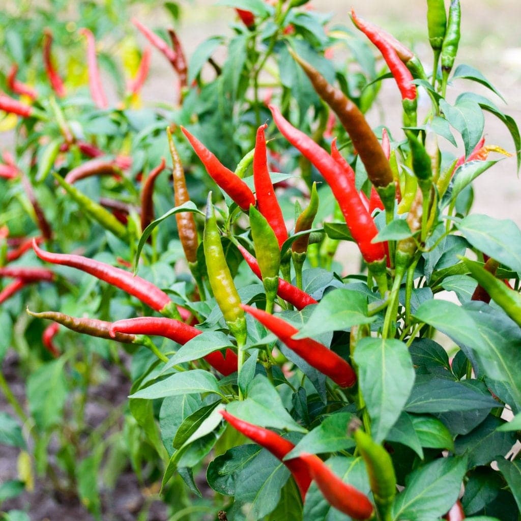 Cayenne Pepper Seeds - Organic & Non Gmo Pepper Seeds - Heirloom Seeds - Fresh USA Grown Seeds