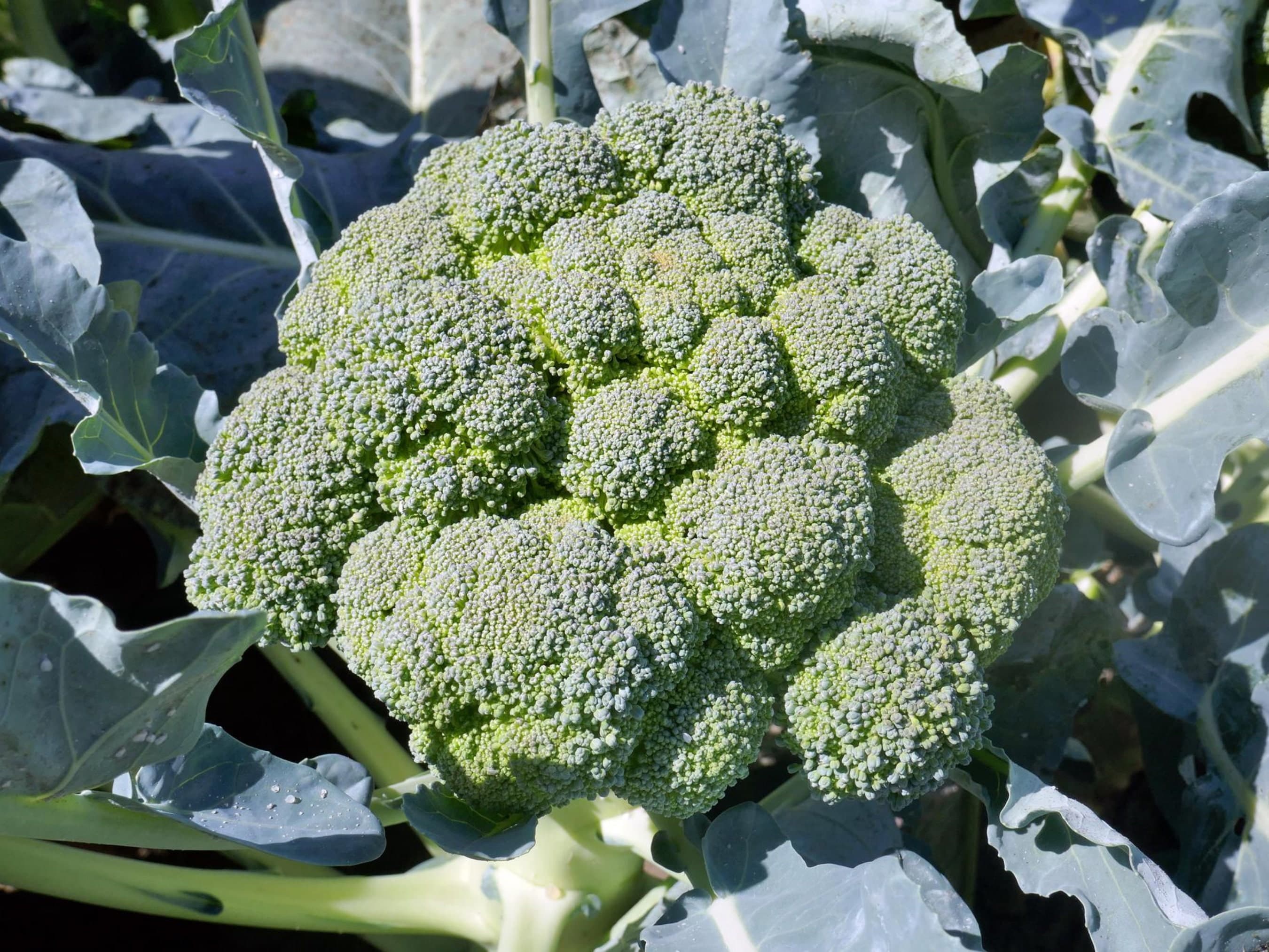 Organic Broccoli Seeds - USDA Organic - Non Gmo - Grow Your Own Food At Home