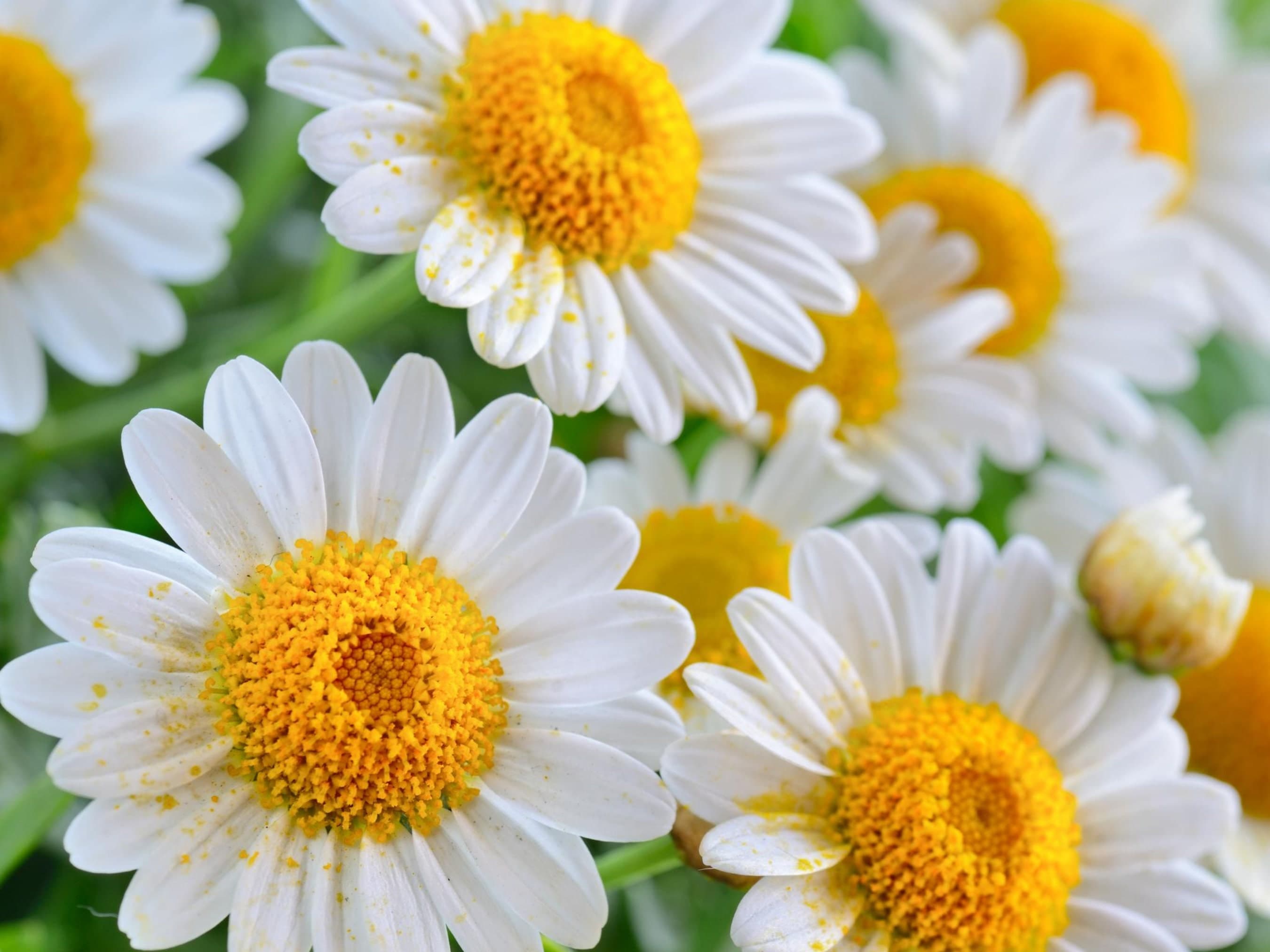 Chamomile Seeds - Organic & Non Gmo - Fresh USA Grown