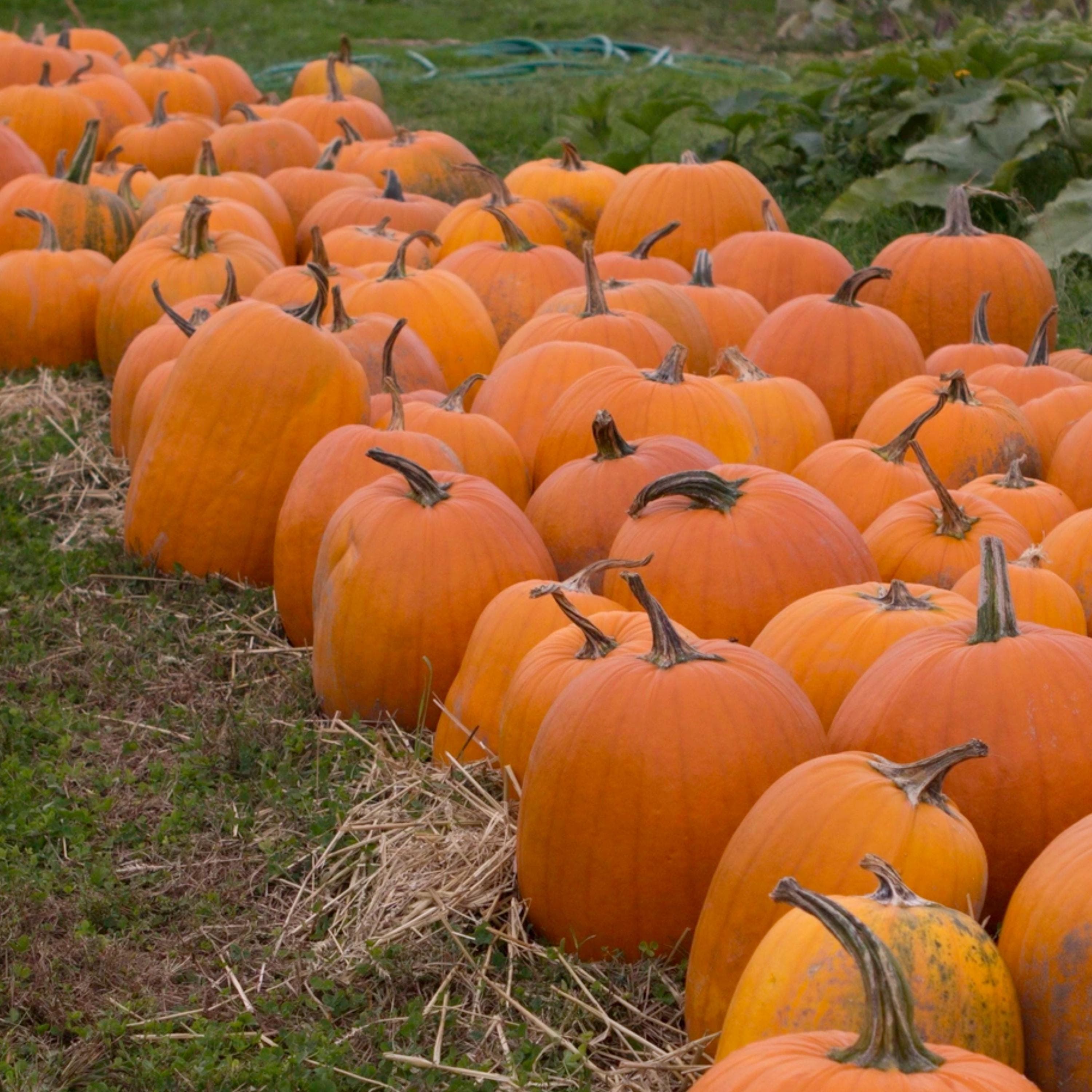 Connecticut Field Pumpkin Seeds - Organic & Non Gmo Pumpkin Seeds - Heirloom Seeds - Fresh USA Grown Seeds - Grow Your Own Pumpkins