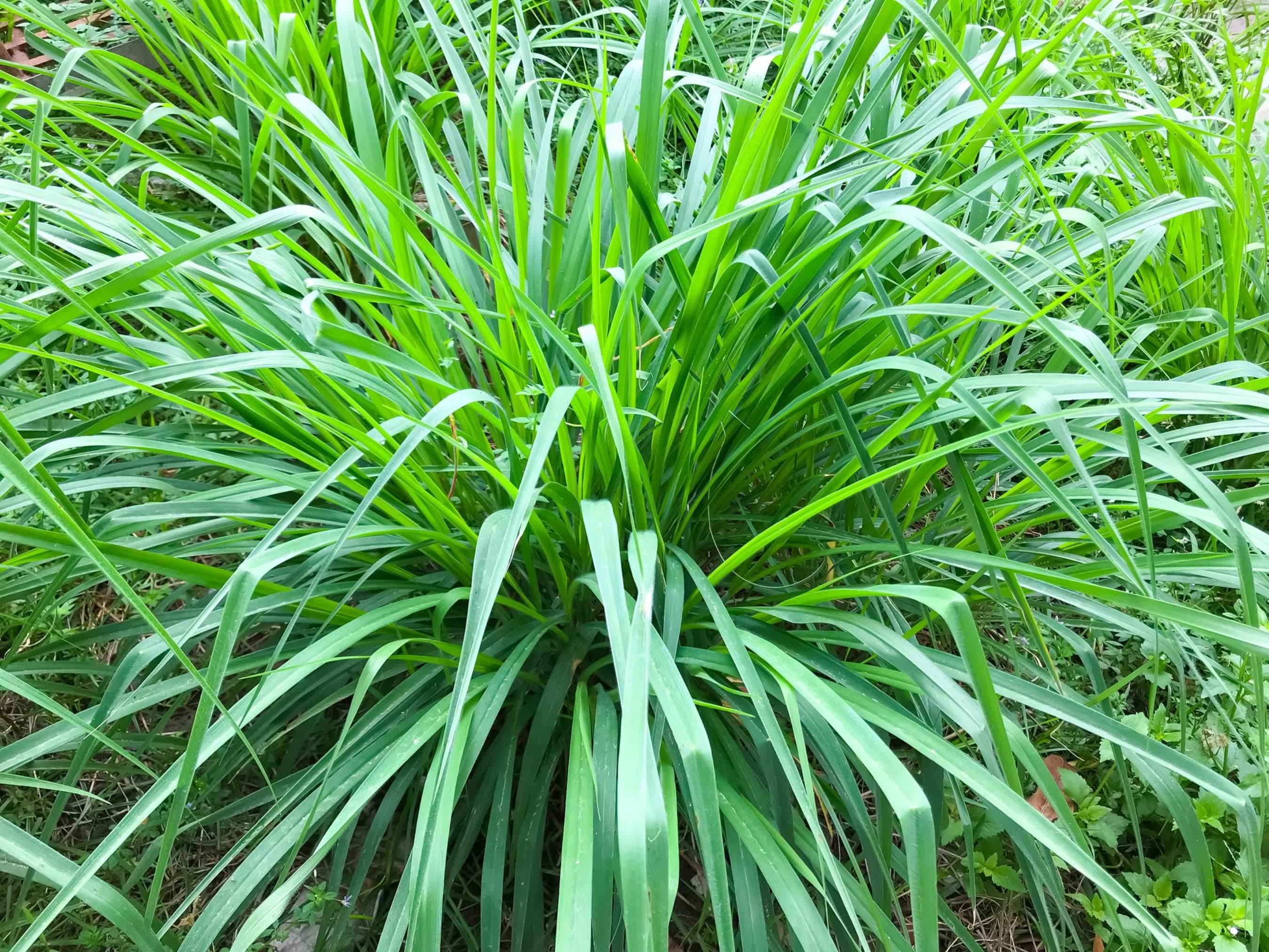 Lemongrass Seeds - Organic & Non Gmo Lemongrass Seeds - Heirloom Herb Seeds – Natural Mosquito Repellent - Grow Your Own Lemongrass At Home