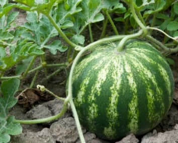 Sugar Baby Watermelon Seeds - Organic & Non-Gmo - Heirloom - Fruit Seeds - Grow Your Own Watermelon At Home - image 3