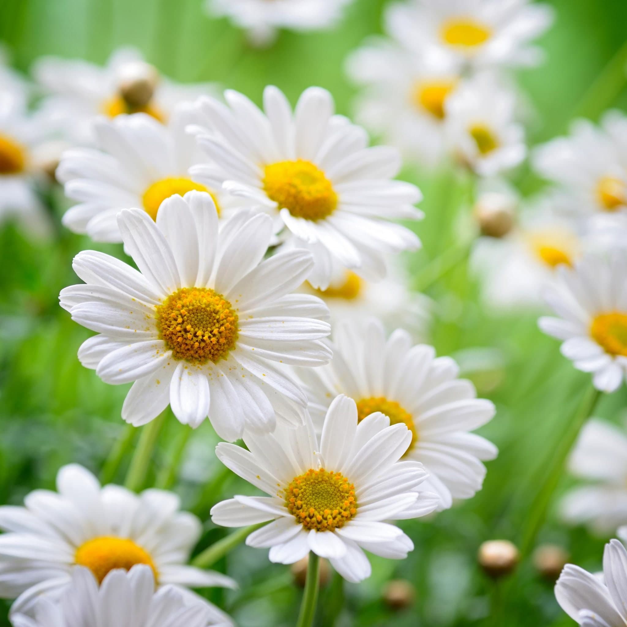 Chamomile Seeds - Organic & Non Gmo Flower Seeds - Grows Fast - Beautiful Flower Seeds