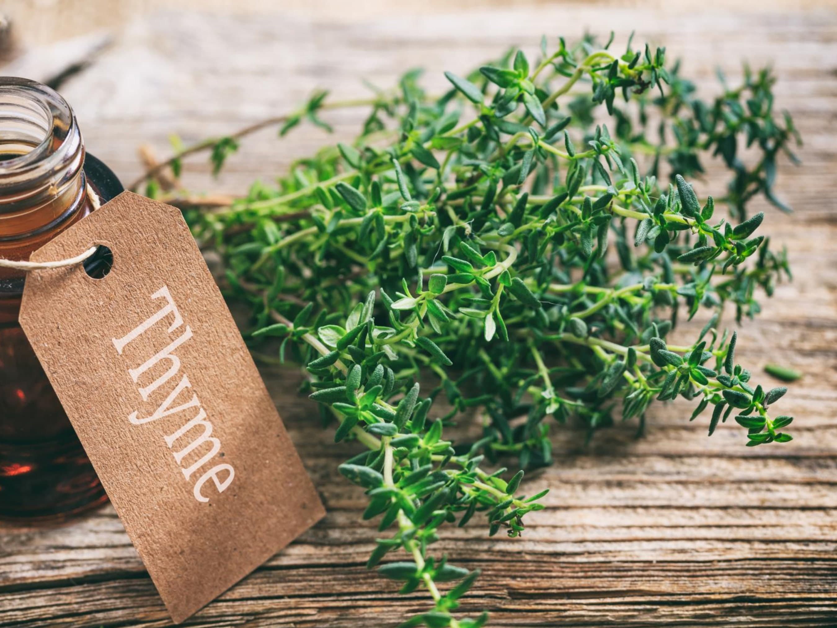 German Winter Thyme Seeds - Organic & Non Gmo Thyme Seeds - Heirloom Seeds – Herb Seeds - USA Garden Seeds - Grow Your Own Thyme At Home