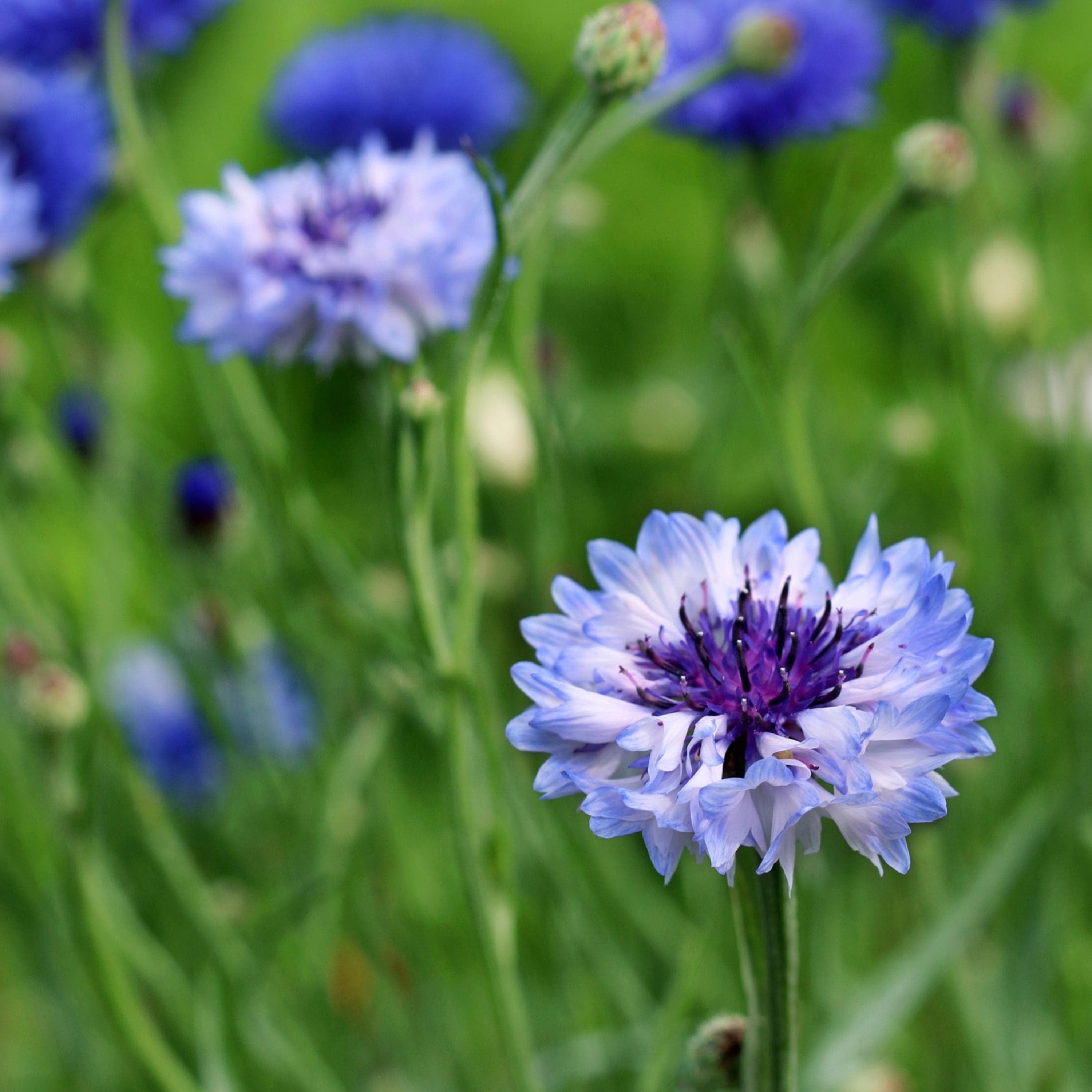 Bachelor Button Flower Seeds - Organic & Non Gmo Flower Seeds - Heirloom Seeds – Flower Seeds - USA Garden Seeds - Grow Your Own Flowers