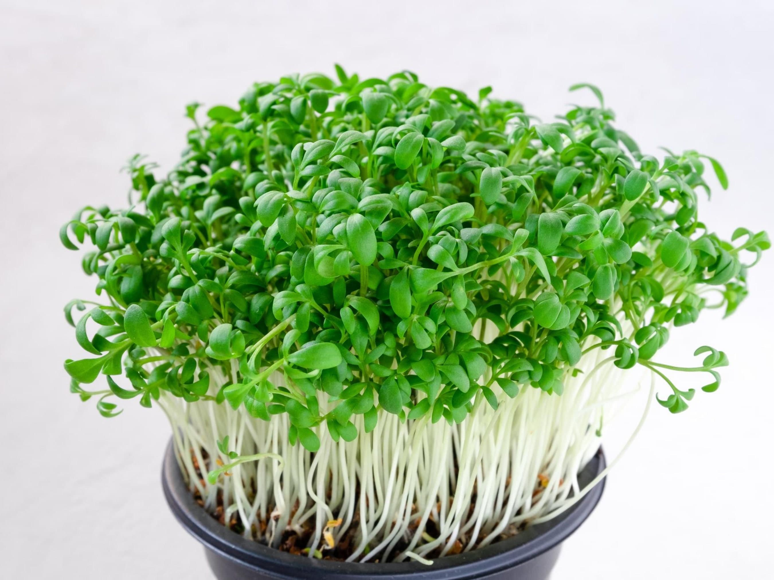 Arugula Microgreen Seeds - Organic & Non Gmo - Heirloom Seeds - Fresh USA Grown Seeds - Grow Your Own Food At Home!