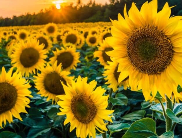 Black Oil Sunflower Seeds - Organic & Non Gmo Seeds - Heirloom Flower Seeds - Fresh USA Grown Seeds - image 3