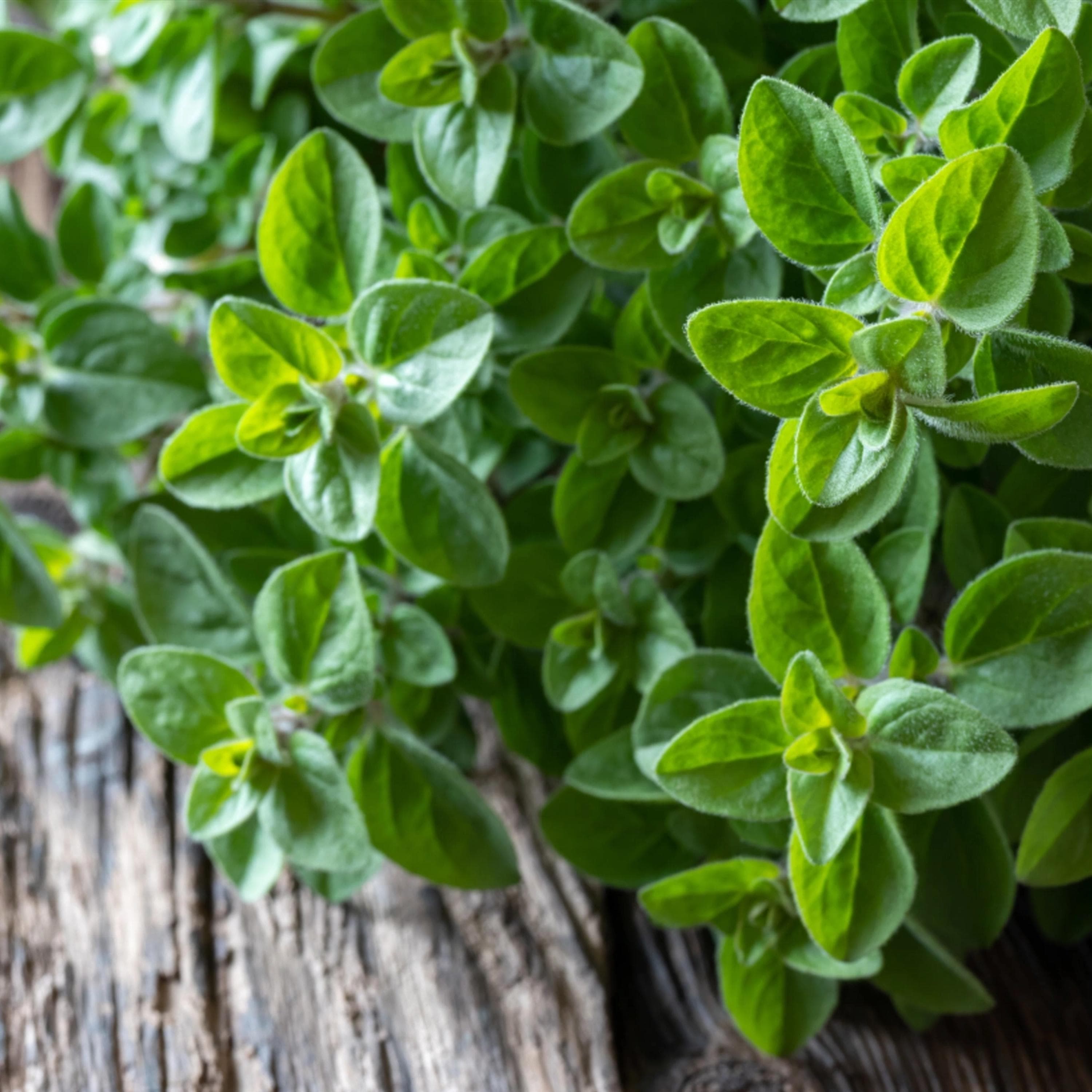 Oregano Seeds - Organic & Non Gmo Oregano Seeds - Heirloom Herb Seeds - Fresh USA Grown Seeds - Grow Your Own Fresh Oregano At Home!