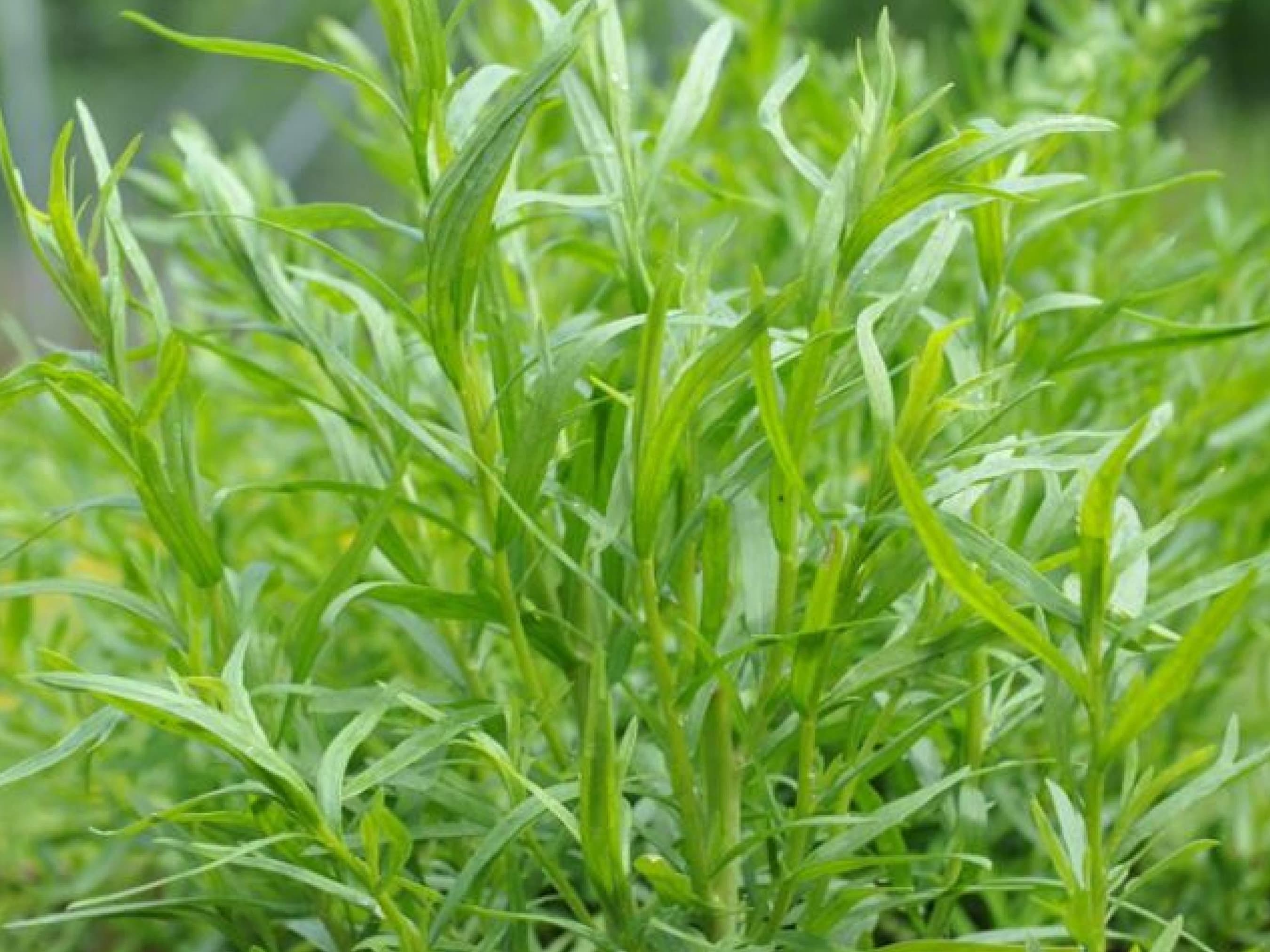 Russian Tarragon Seeds - Organic & Non Gmo - Heirloom Seeds - Fresh USA Grown Seeds - Grow Your Own Fresh Herbs At Home!