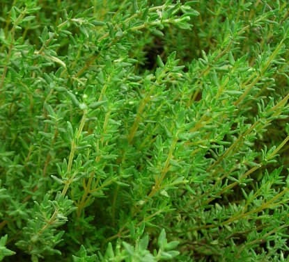 German Winter Thyme Seeds - Organic & Non Gmo Thyme Seeds - Heirloom Seeds – Herb Seeds - USA Garden Seeds - Grow Your Own Thyme At Home - image 3