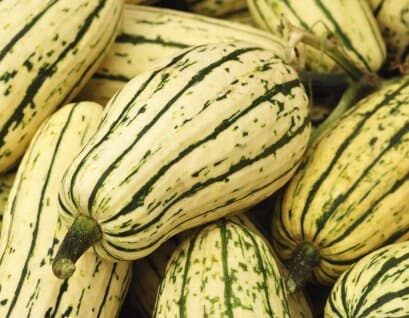 Delicata Squash Seeds - Organic & Non Gmo Squash Seeds - Heirloom Seeds - Fresh USA Grown Seeds - Grow Your Own Squash Right At Home! - image 3