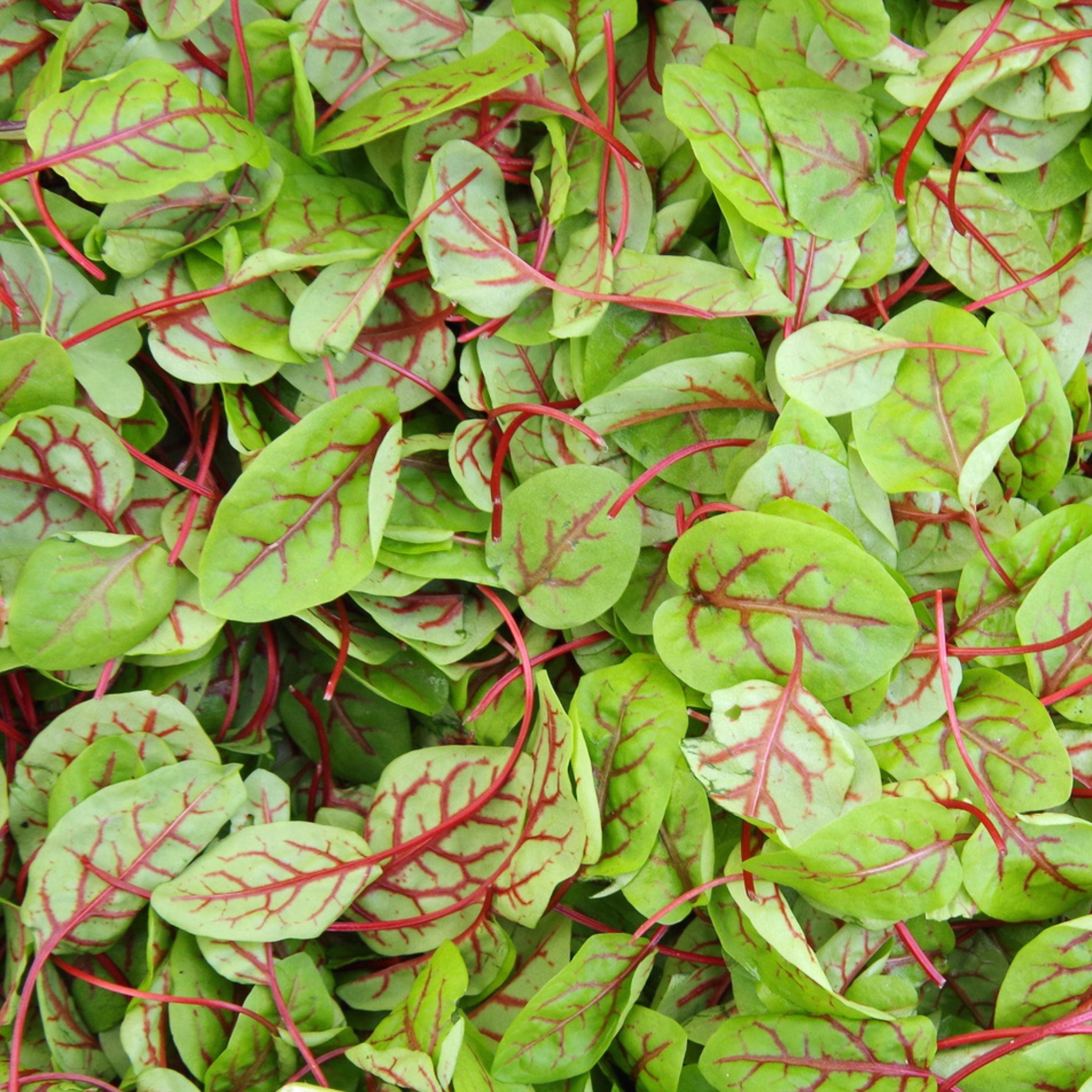 Red Veined Sorrel Seeds - Organic & Non Gmo Sorrel Seeds - Heirloom Vegetable Seeds - Fresh USA Grown Seeds - Grow Your Own Sorrel At Home!
