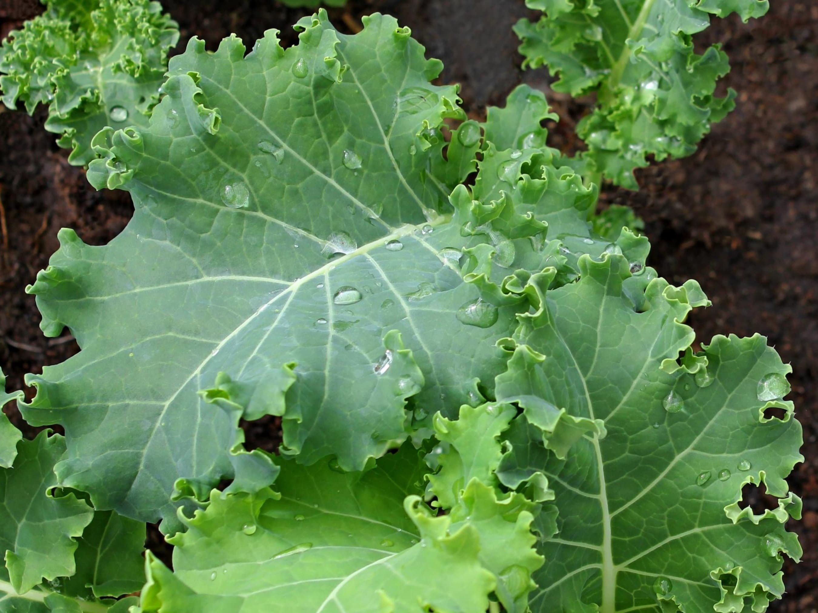 Blue Scotch Kale Seeds - Organic & Non Gmo Kale Seeds - Heirloom Vegetable Seeds - Fresh USA Grown Seeds - Grow Your Own Kale At Home!