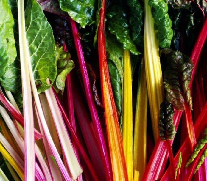 Rainbow Swiss Chard Seeds: Organic Heirloom, USA Grown
