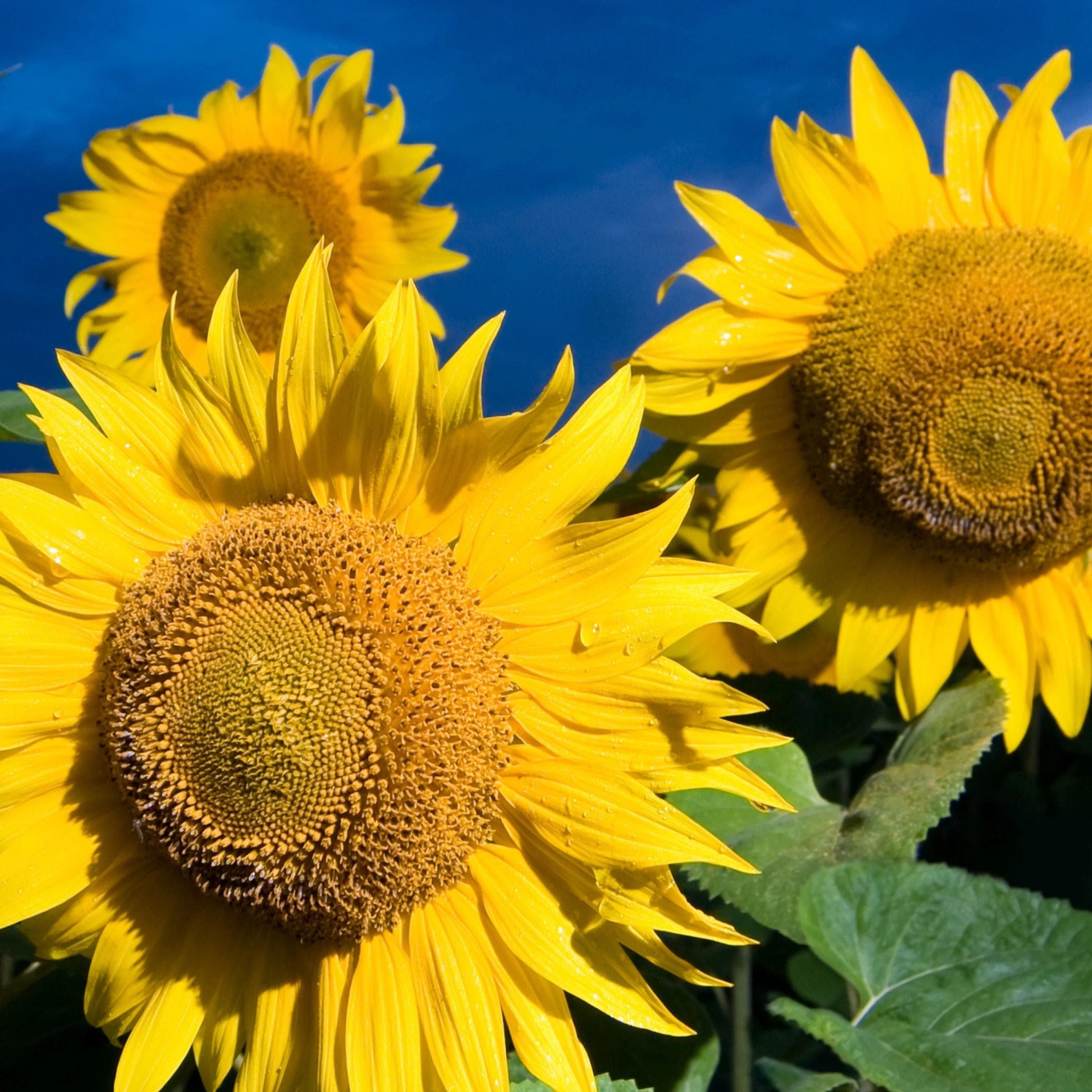 Black Oil Sunflower Seeds - Organic & Non Gmo Seeds - Heirloom Flower Seeds - Fresh USA Grown Seeds