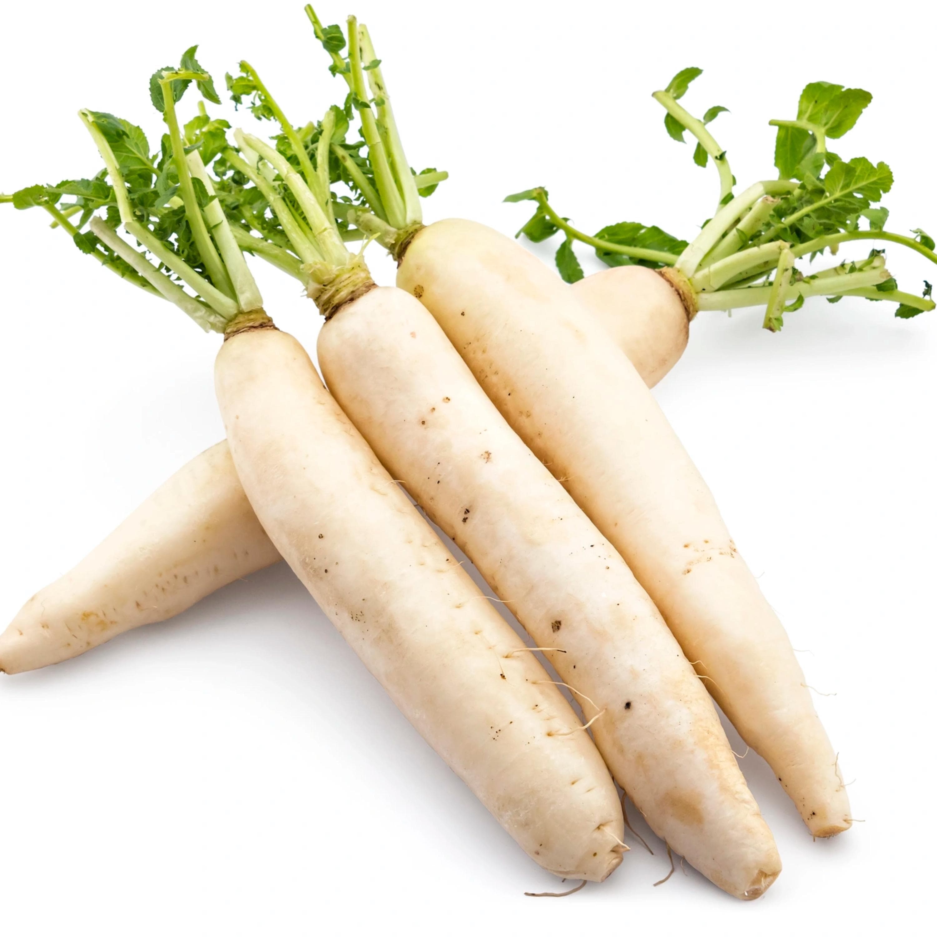 Daikon Radish Seeds - Organic & Non Gmo - Heirloom - Fresh USA Grown Seeds - Grow Your Own Food At Home!
