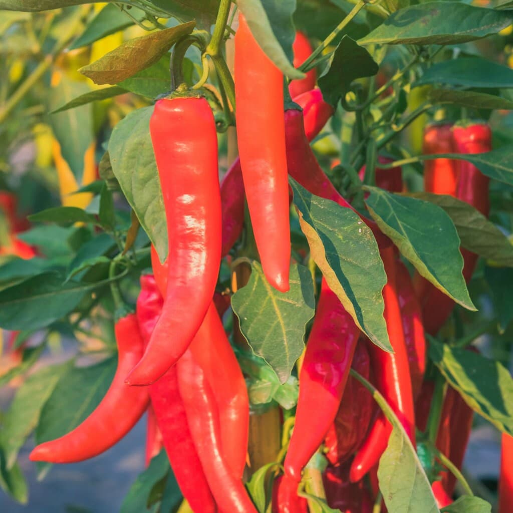 Cayenne Pepper Seeds - Organic & Non Gmo Pepper Seeds - Heirloom Seeds - Fresh USA Grown Seeds - image 4