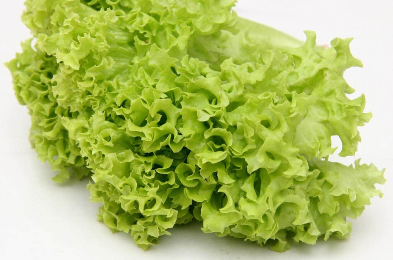 Simpson Leaf Lettuce Seeds: Organic Heirloom, USA Grown