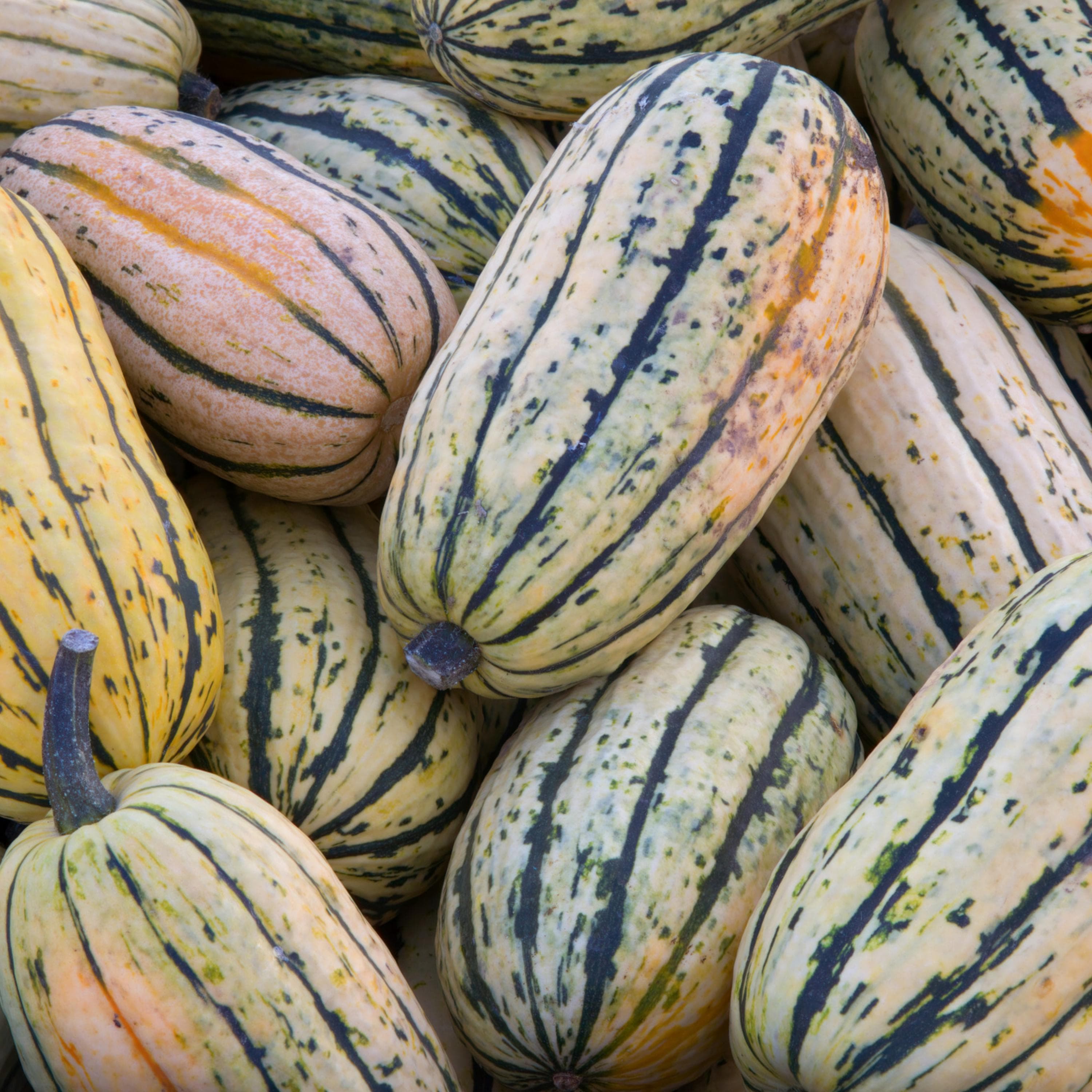 Delicata Squash Seeds - Organic & Non Gmo Squash Seeds - Heirloom Seeds - Fresh USA Grown Seeds - Grow Your Own Squash Right At Home!