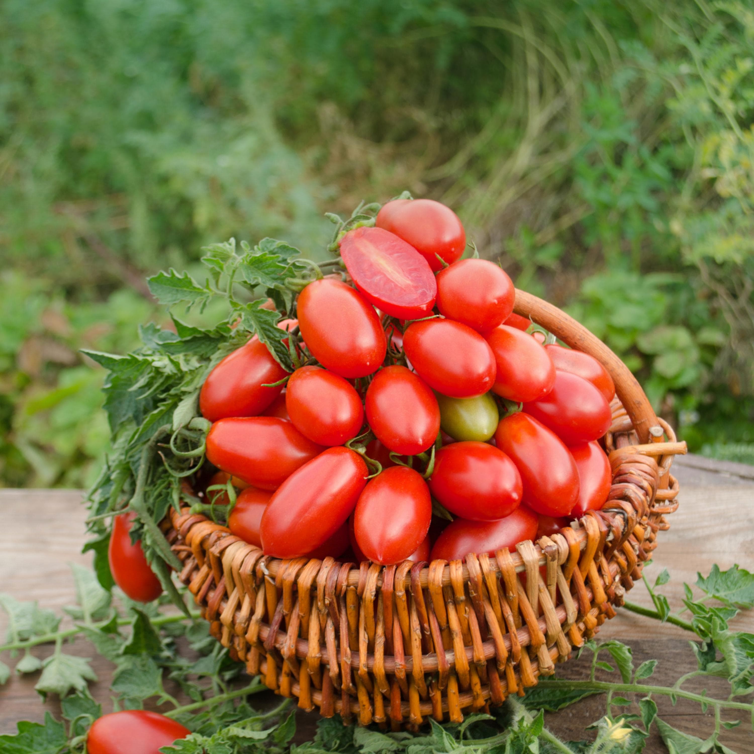 Roma Tomato Seeds - Organic & Non Gmo Tomato Seeds - Heirloom Seeds - Grow Your Own Tomatoes At Home - image 4