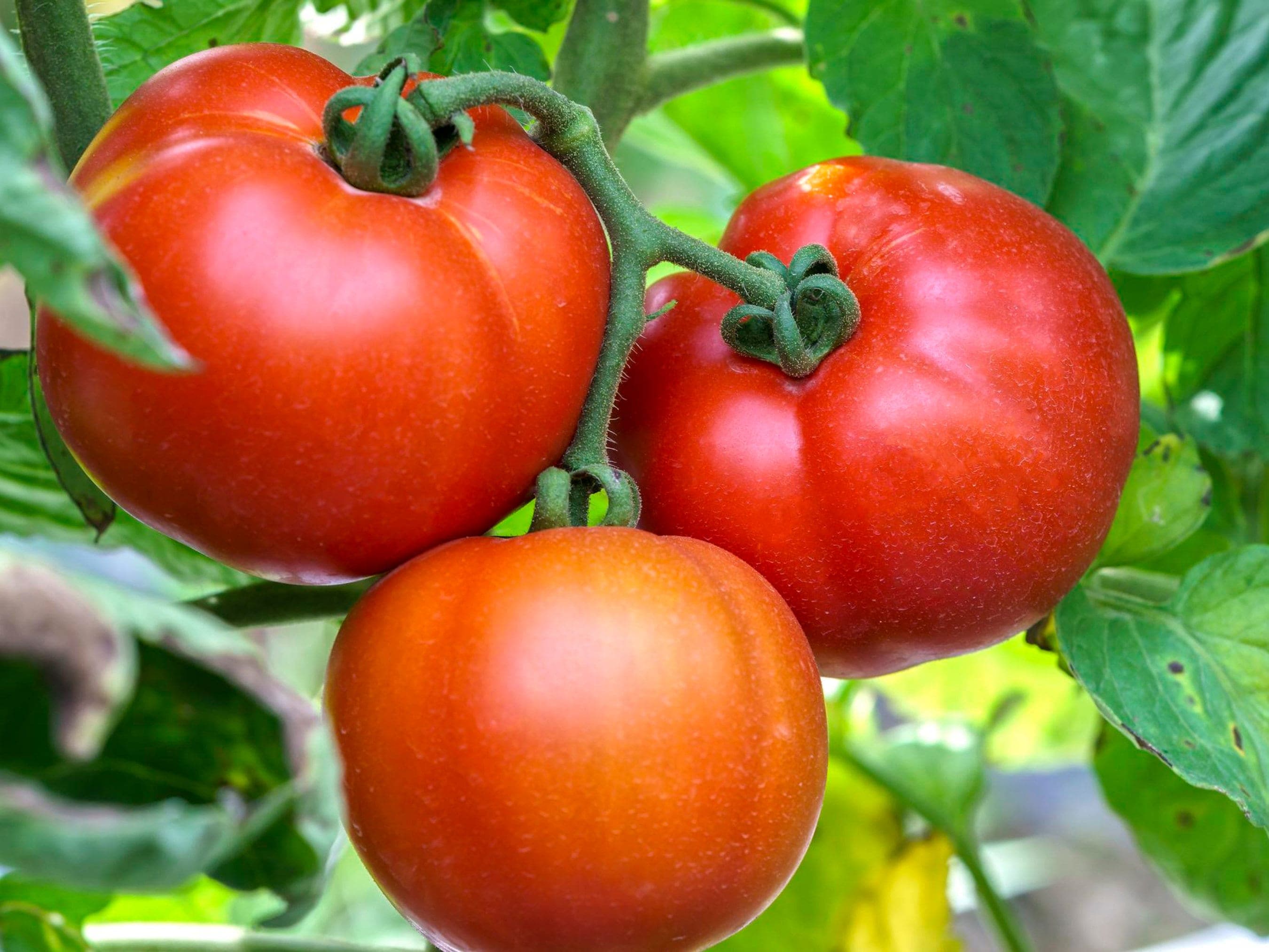Beefsteak Tomato Seeds - Organic & Non-GMO - Heirloom - Grow Your Own Tomatoes At Home
