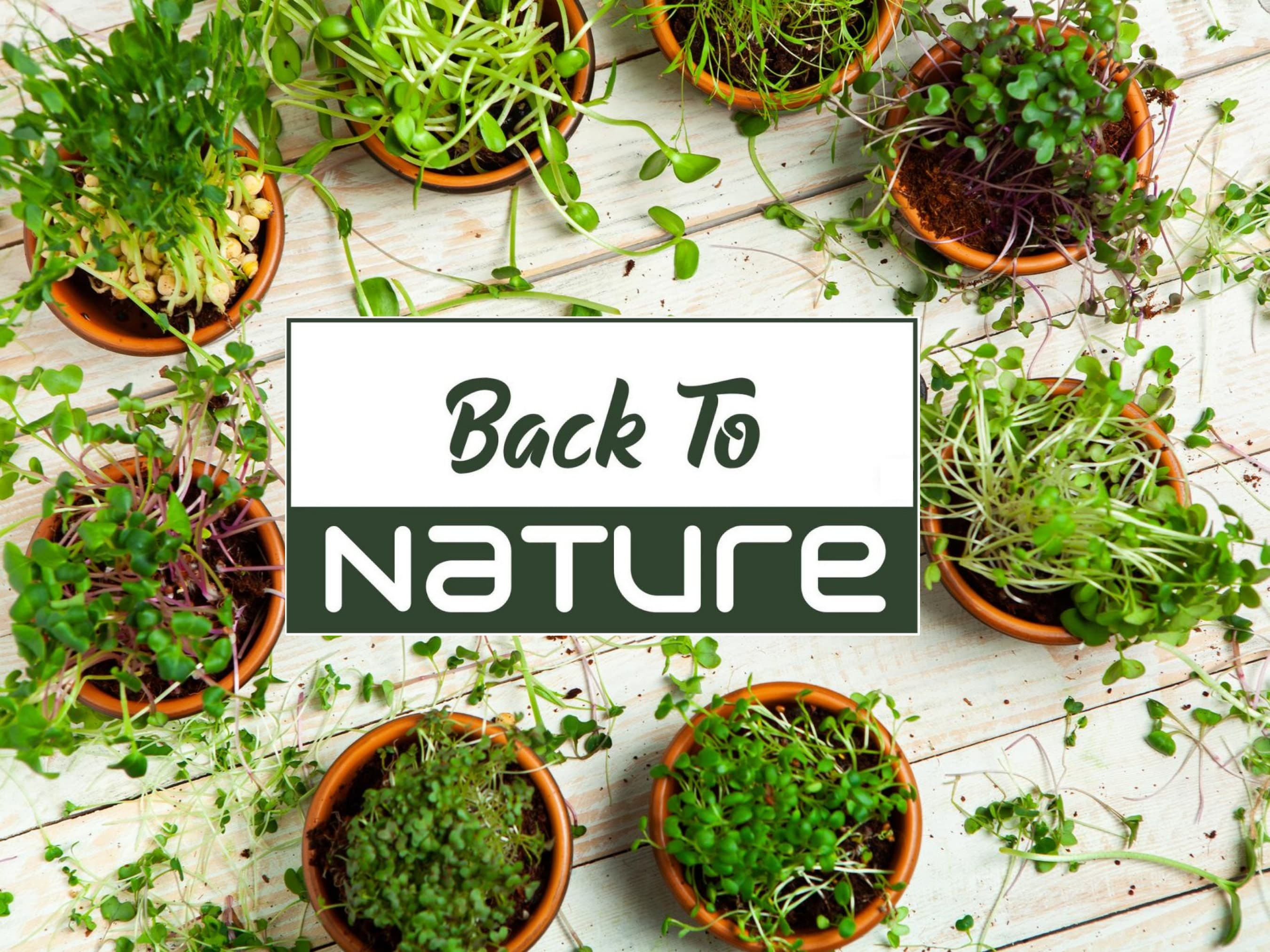 Cabbage, Broccoli, Cilantro Microgreen Seed Blend - Organic & Non-GMO - Grow Your Own Microgreens At Home - image 3